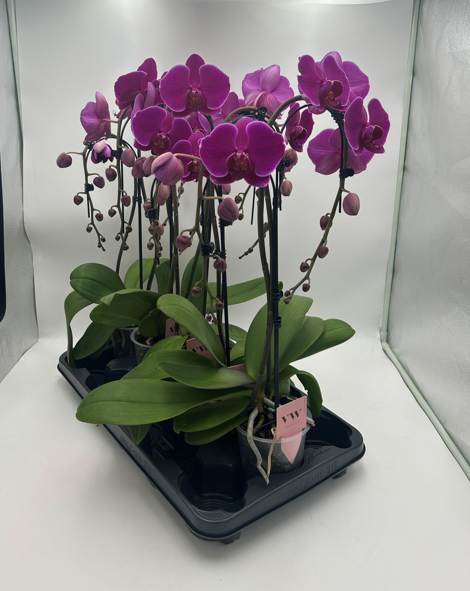Phalaenopsis Double umbrella paars, D 12 cm