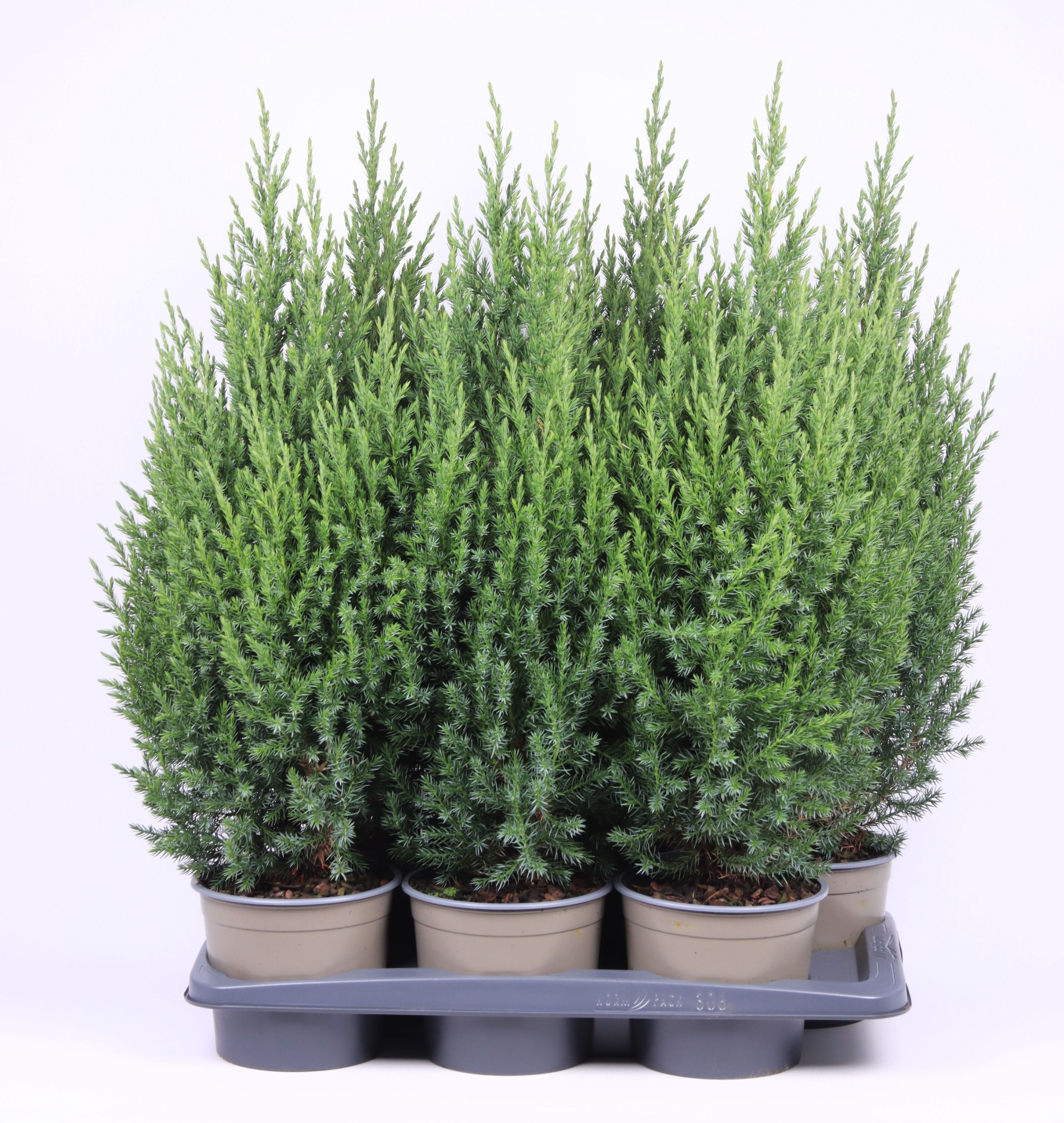 Juniperus chinensis 'Stricta', D 17 cm