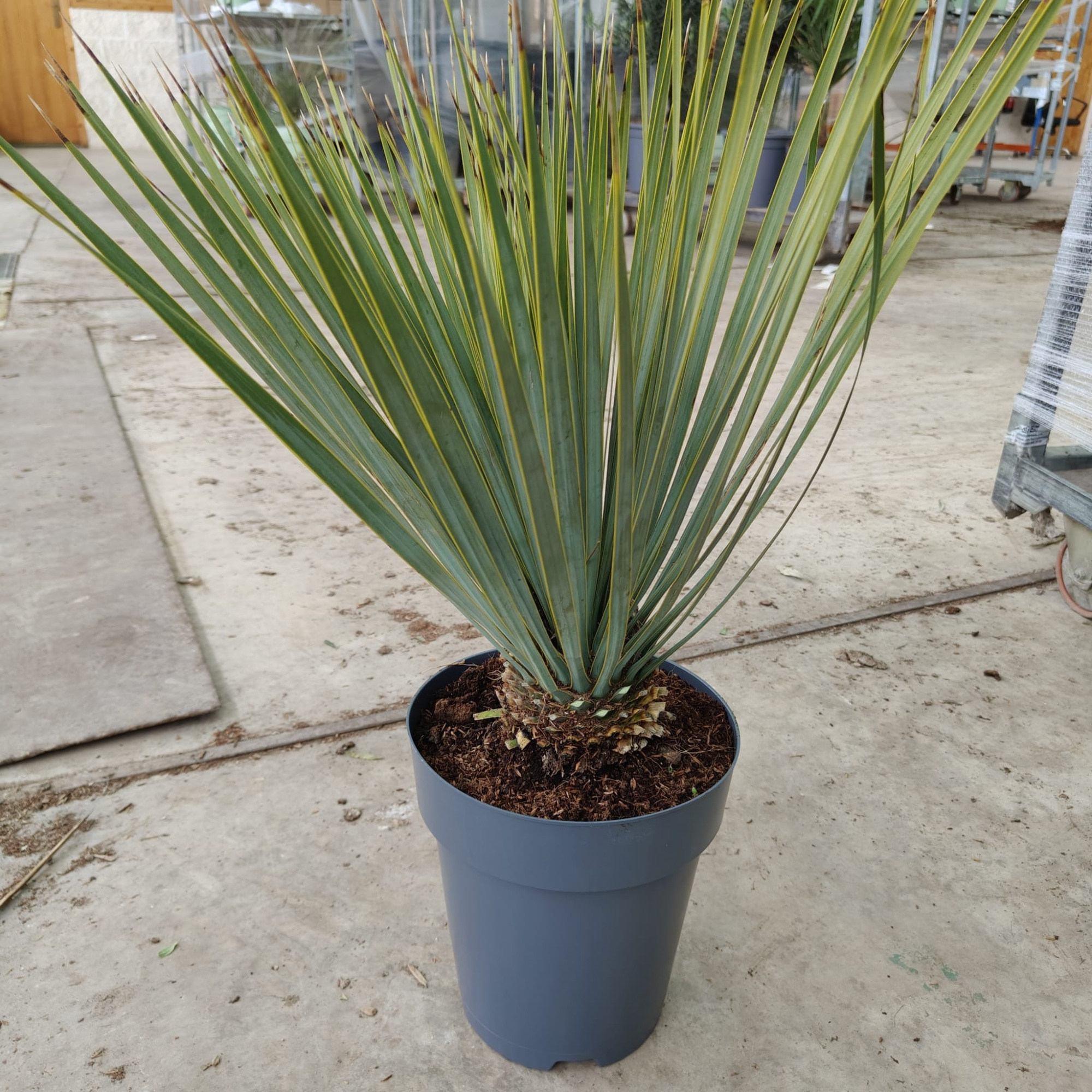 Yucca Rostrata, D 22 cm