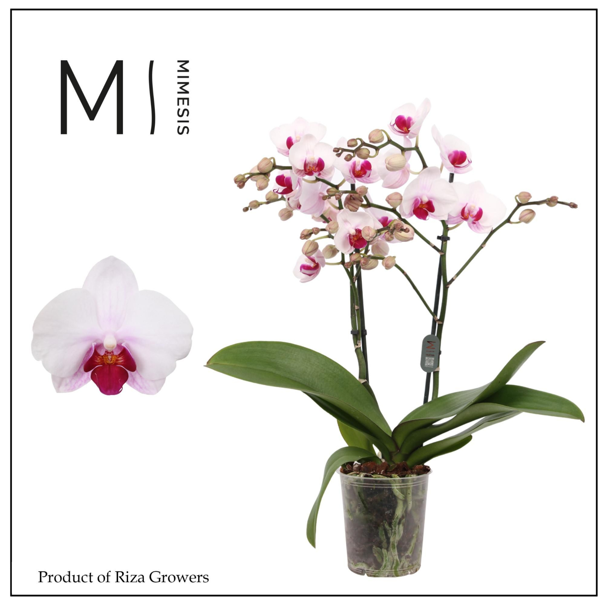 Phalaenopsis Cadi 2 spike - 12cm | Mimesis, D 12 cm