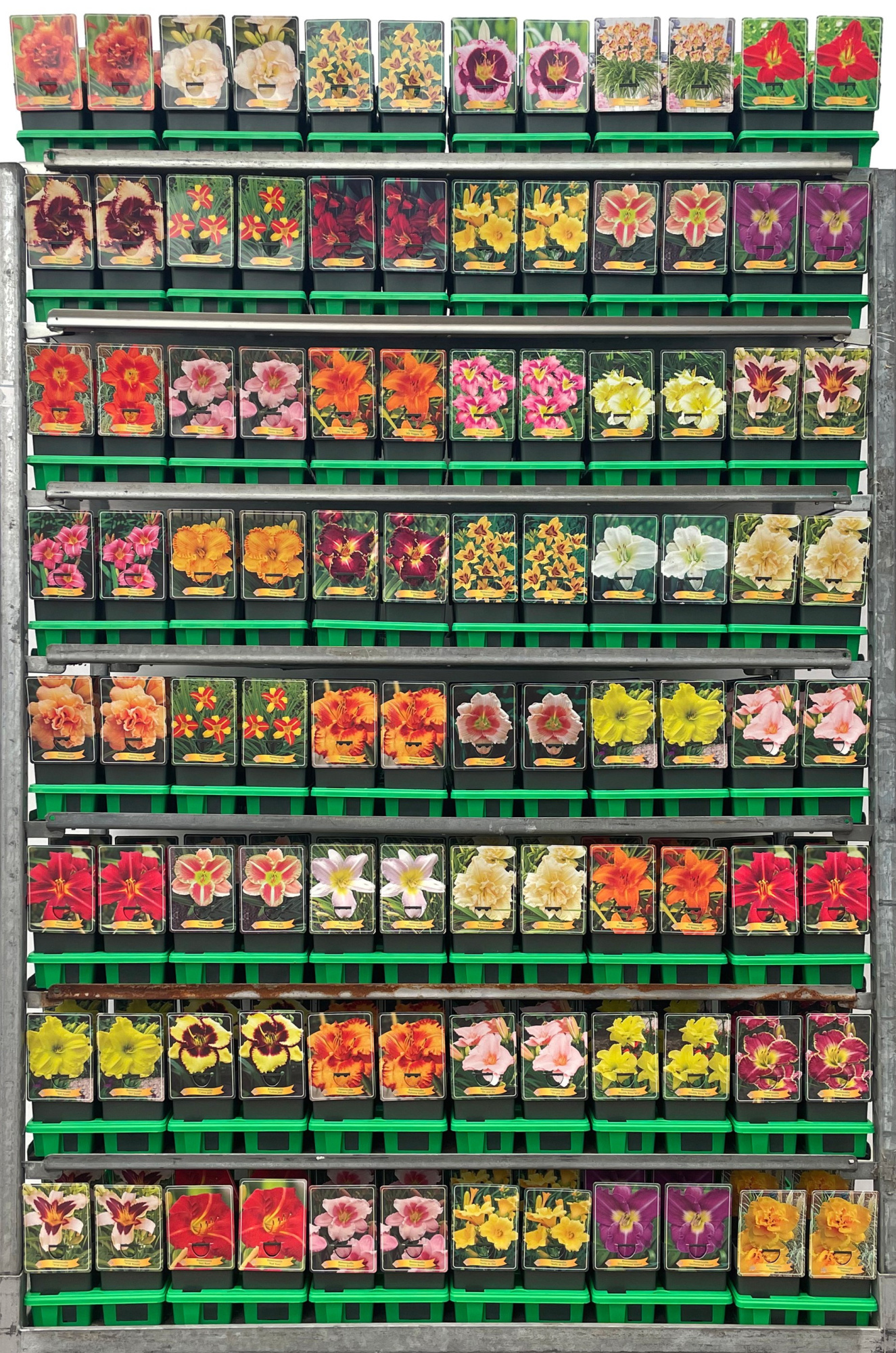 Hemerocallis Mix CC P11, D 11