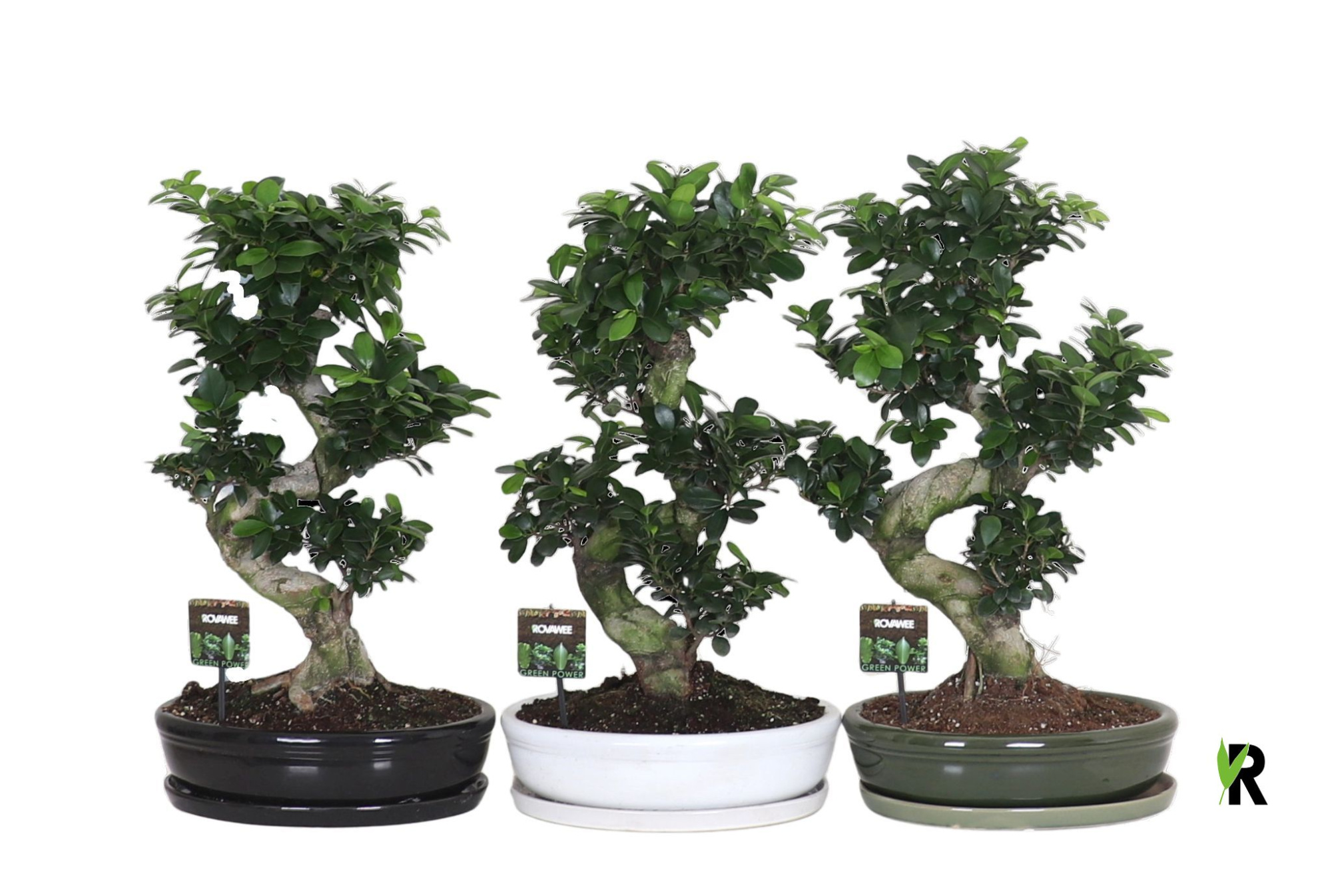 Ficus micr. S-type in keramiek ovaal schaal met schotel gemengd, D 35 cm