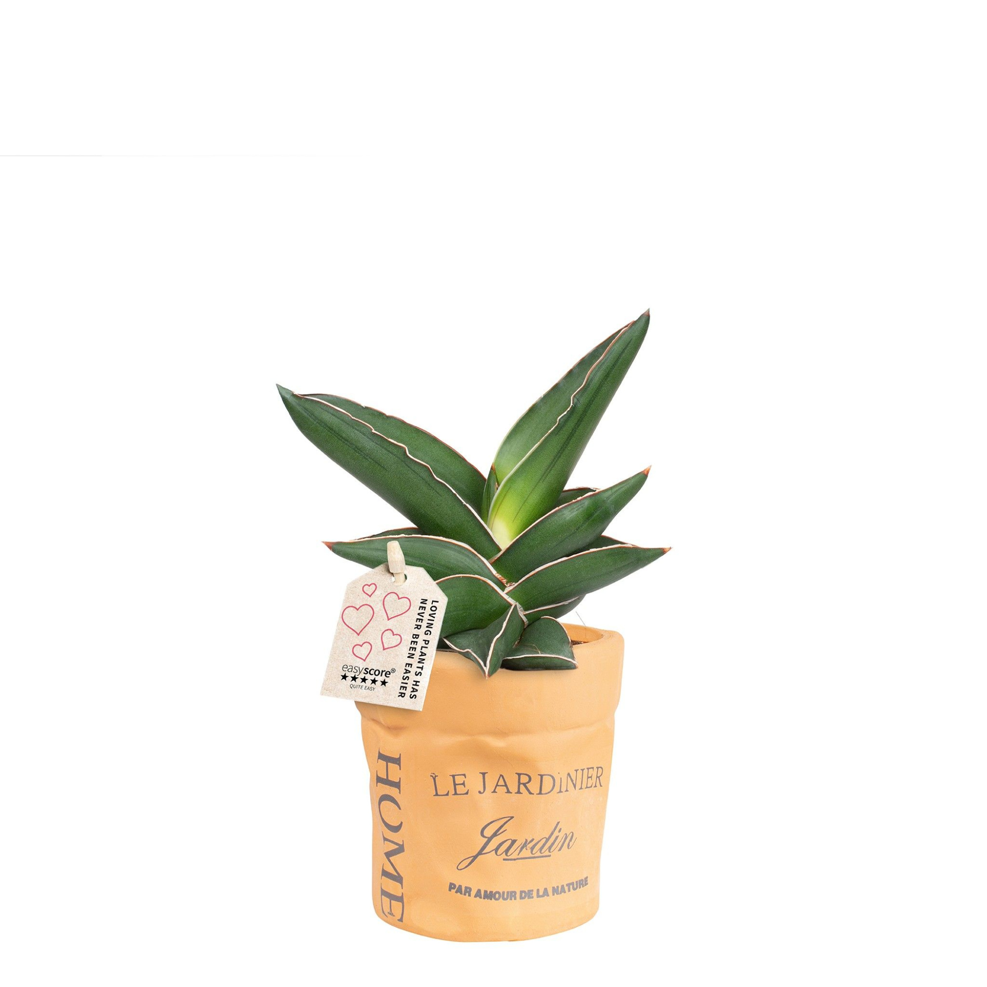 Ceramic Bag, Sansevieria Samurai, D 10 cm