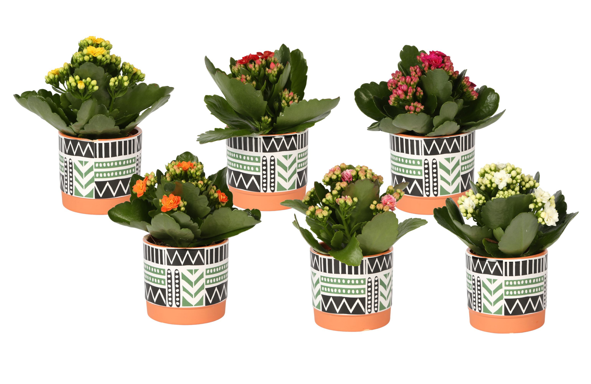KP-824.3 - Kalanchoe 7cm mix trendy zwart wit groen pot, D 7 cm