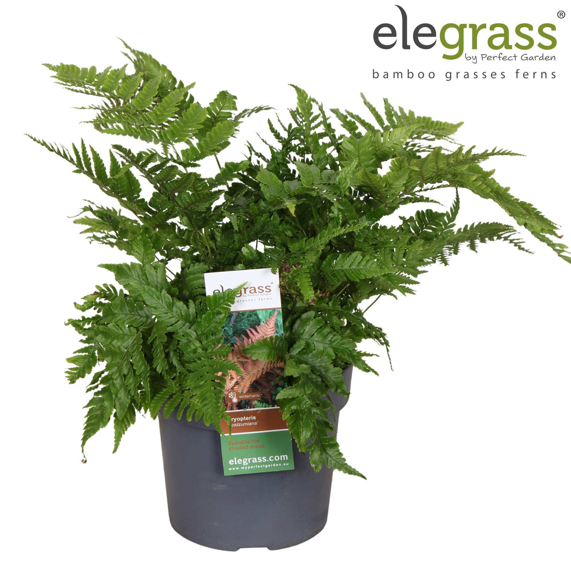 Dryopteris 'Koidzumiana' P19, D 19