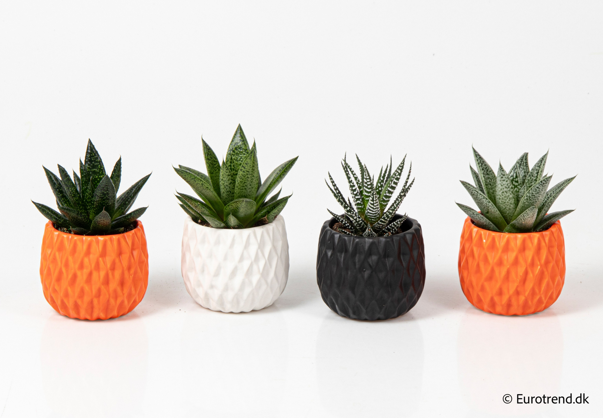 Succulent mix in Halloween ceramic - Halloween 2025, D 6 cm