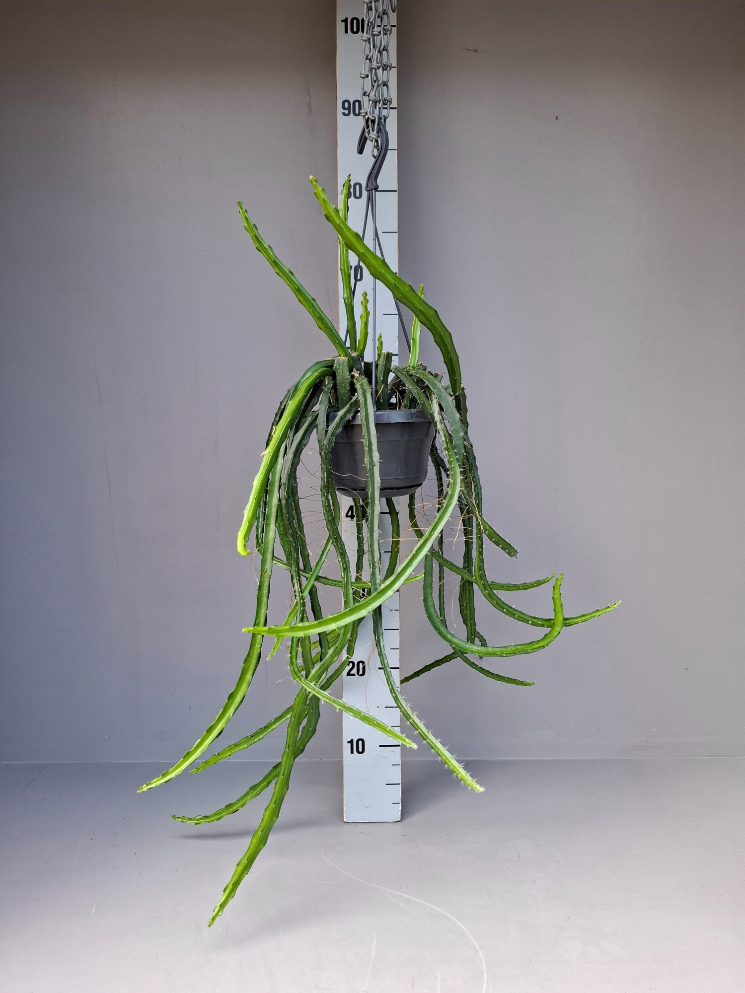 Selenicereus Atropilosus hang, D 14 cm