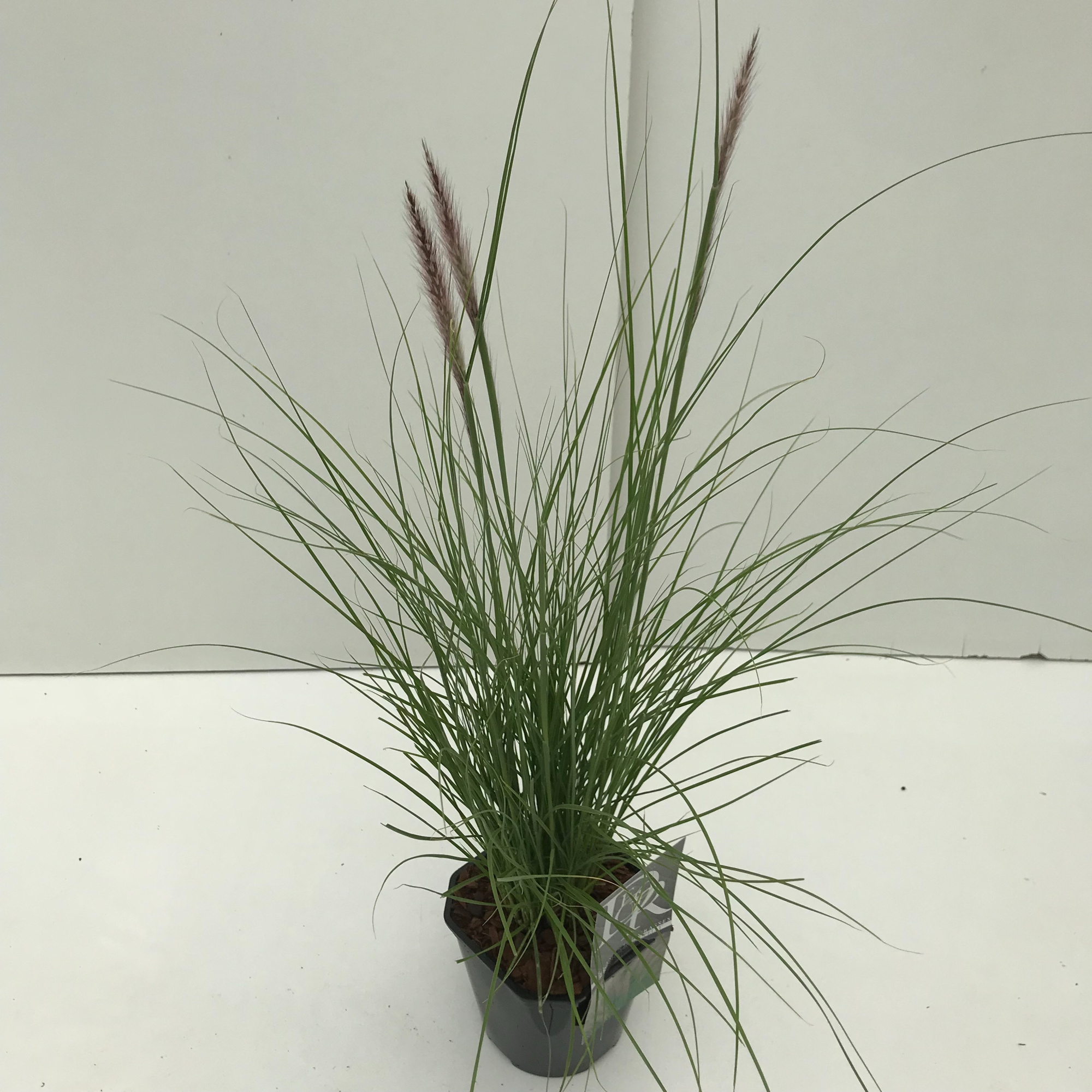 Pennisetum 'Rupelli', D 17 cm