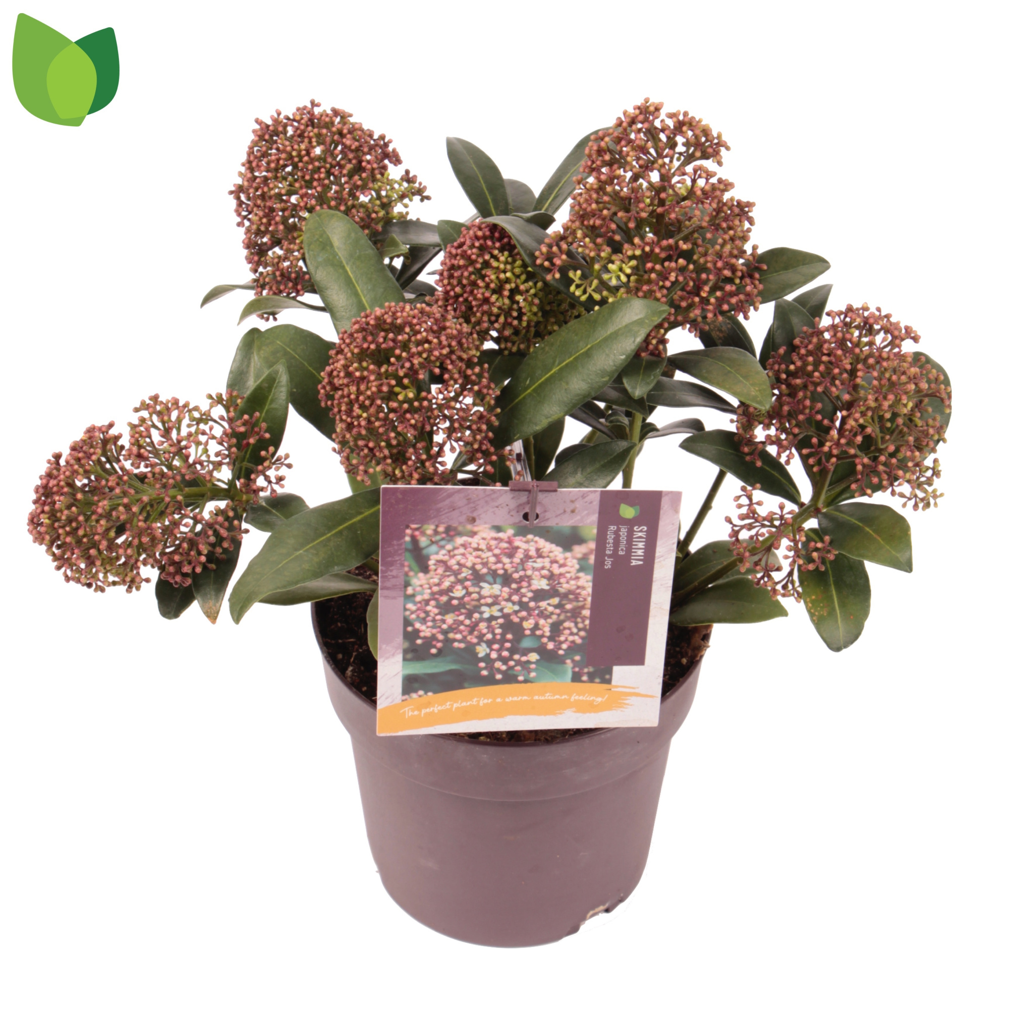 Skimmia japonica 'Rubesta Jos' C1,5/P13, D 13