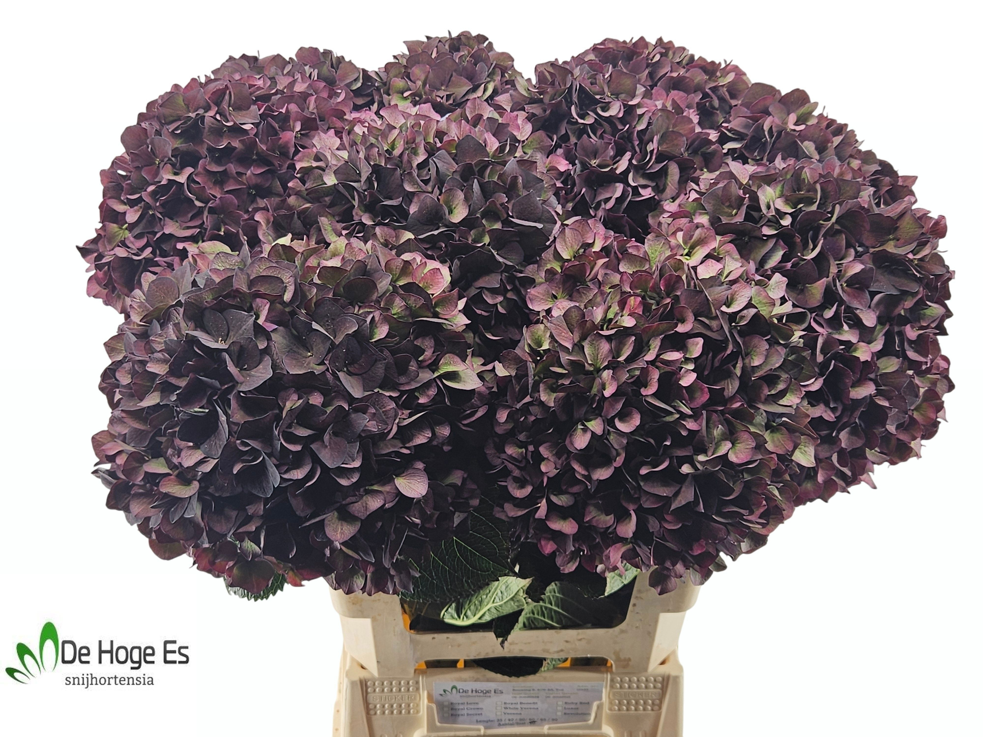 Гортензия Мэджикал Руби Рэд Перпл Классик 60, шт.