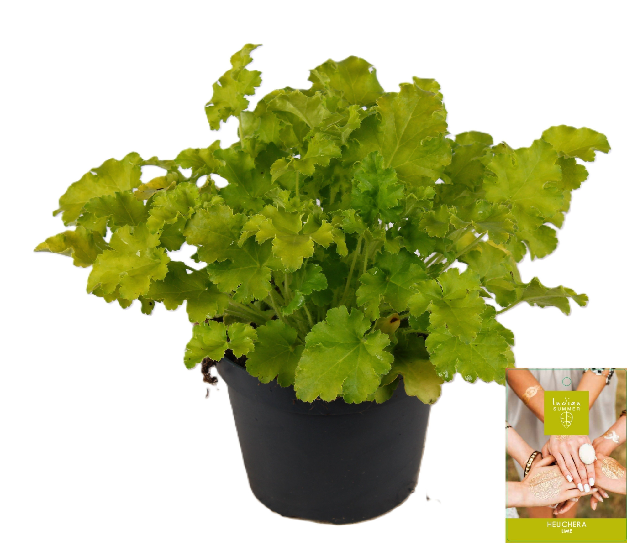 Heuchera Indian Summer Lime, D 15 cm