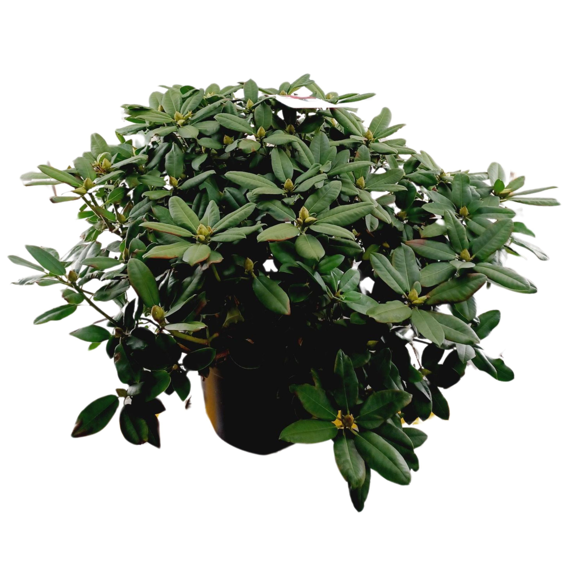 Rhododendron 120cm /45 liter 'Germania', D 54