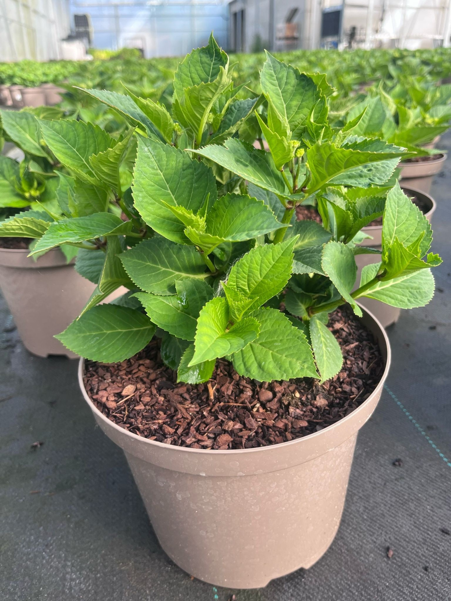 793 VPK : C5L -23 cm pot HYDRANGEA Mycrophilla White, D 23