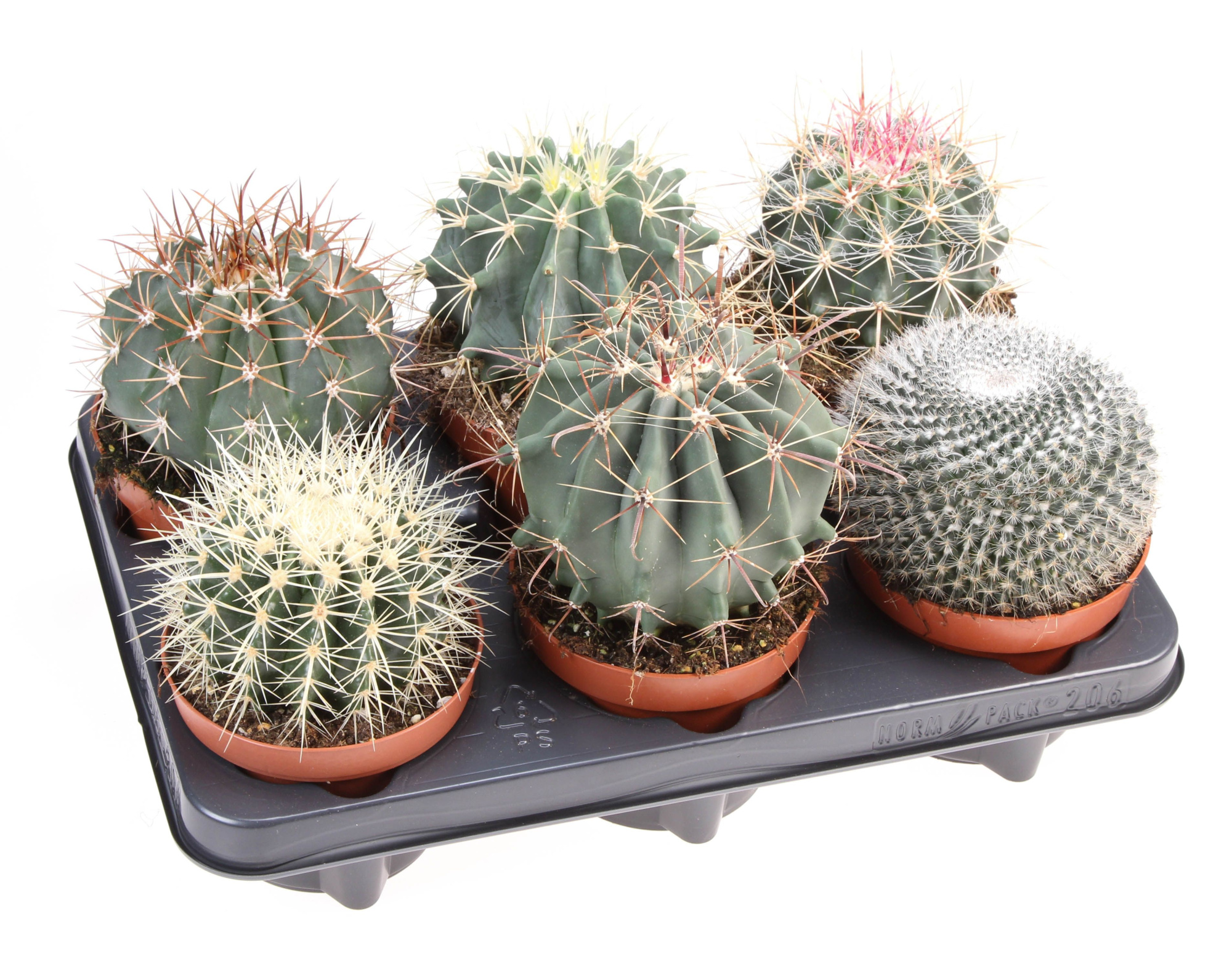 Cactus bol mix, D 12 cm