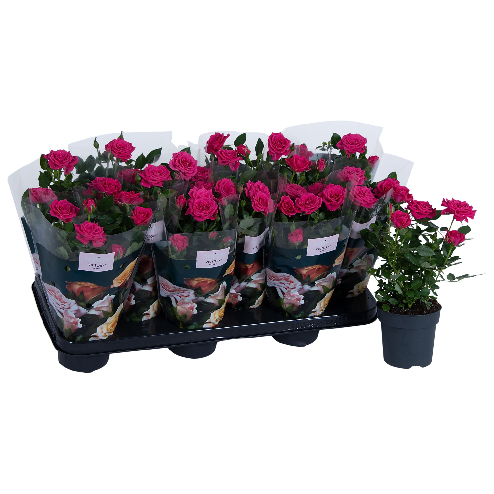 Nolina Roses Ø 10.5 cm Deep pink st. 2-3, D 10,5 cm