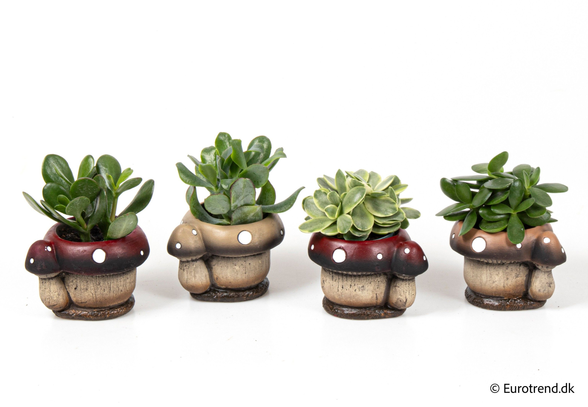 Succulent mix in ceramic - Spring, Summer & Autumn 2025, D 6 cm