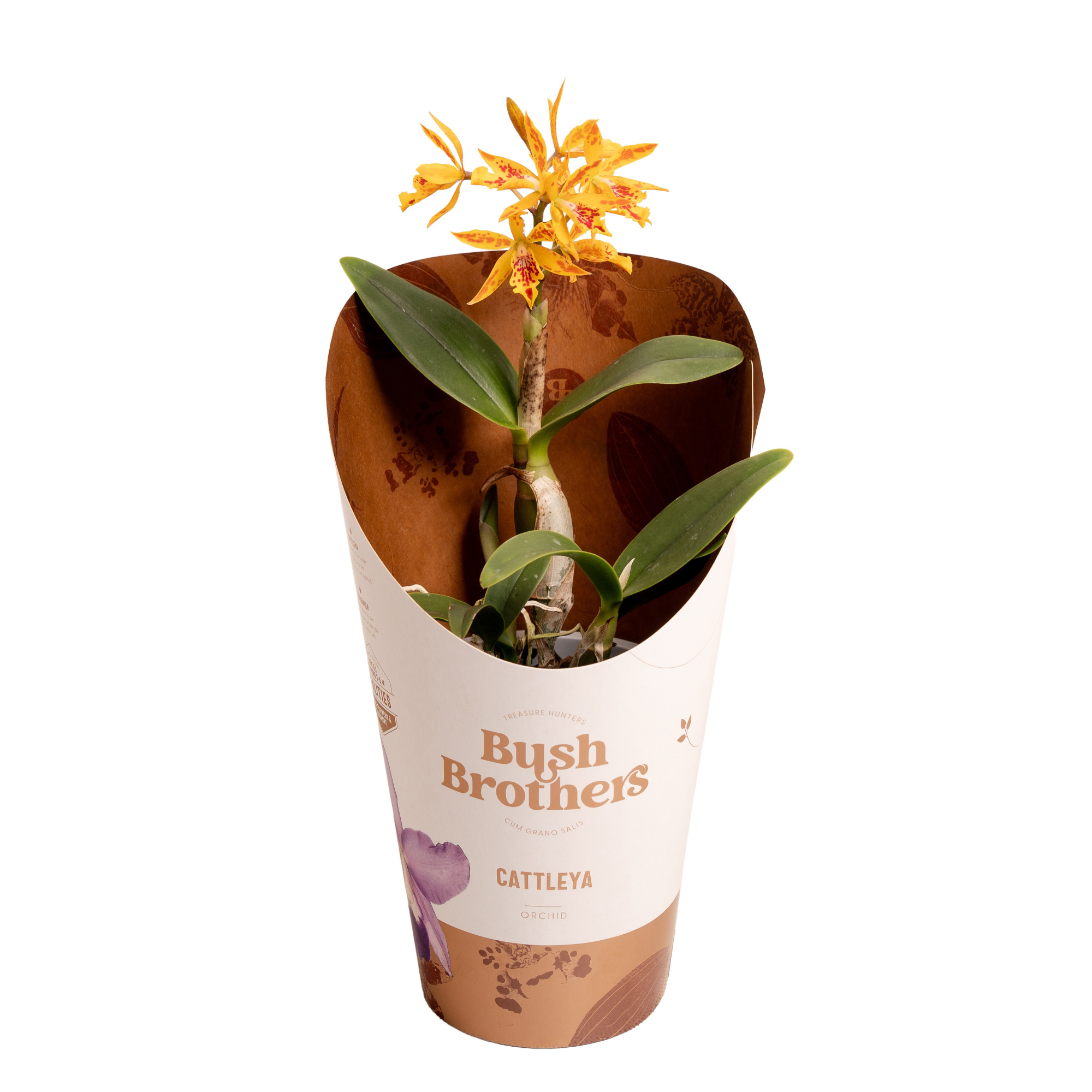 Epi Cattleya Volcano Trick 1 tak 2+ 12 cm, D 12