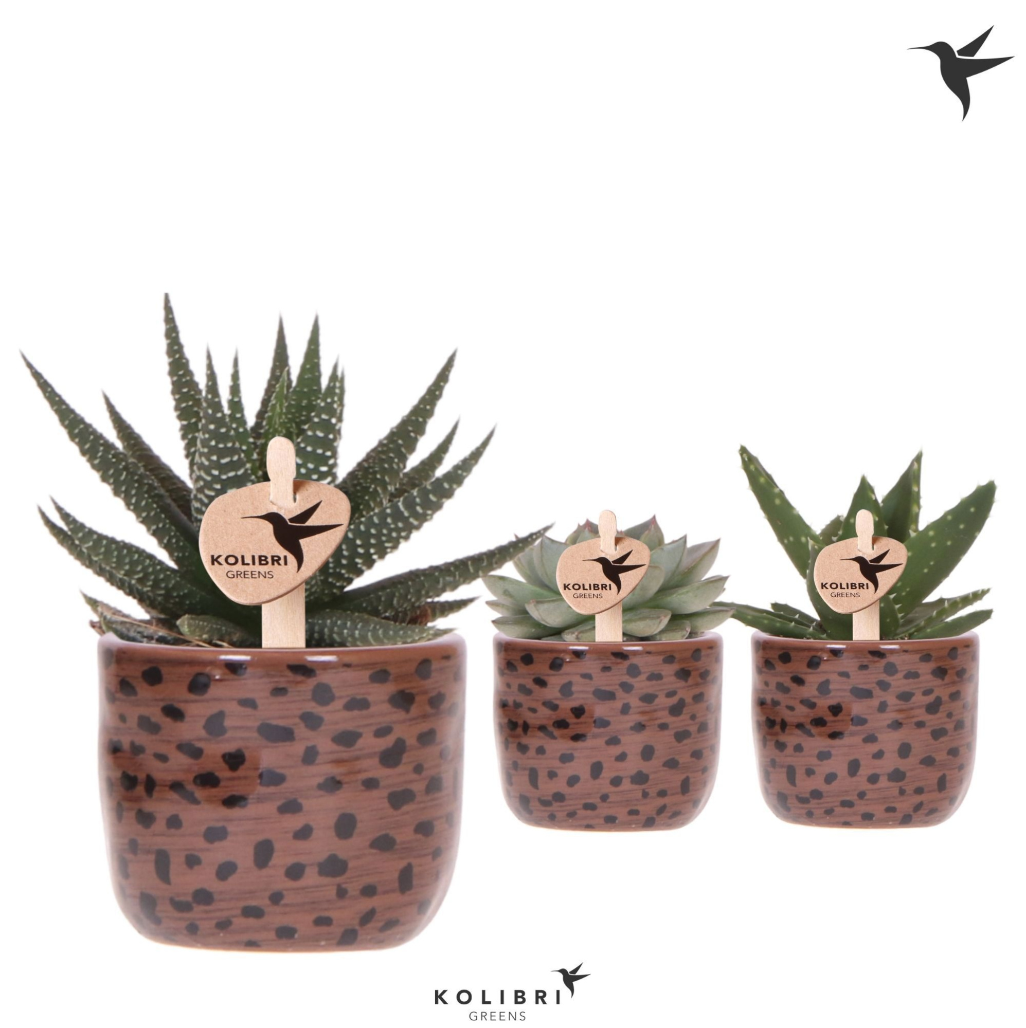 Kolibri Greens Succulenten mix in Leopard pot, D 6