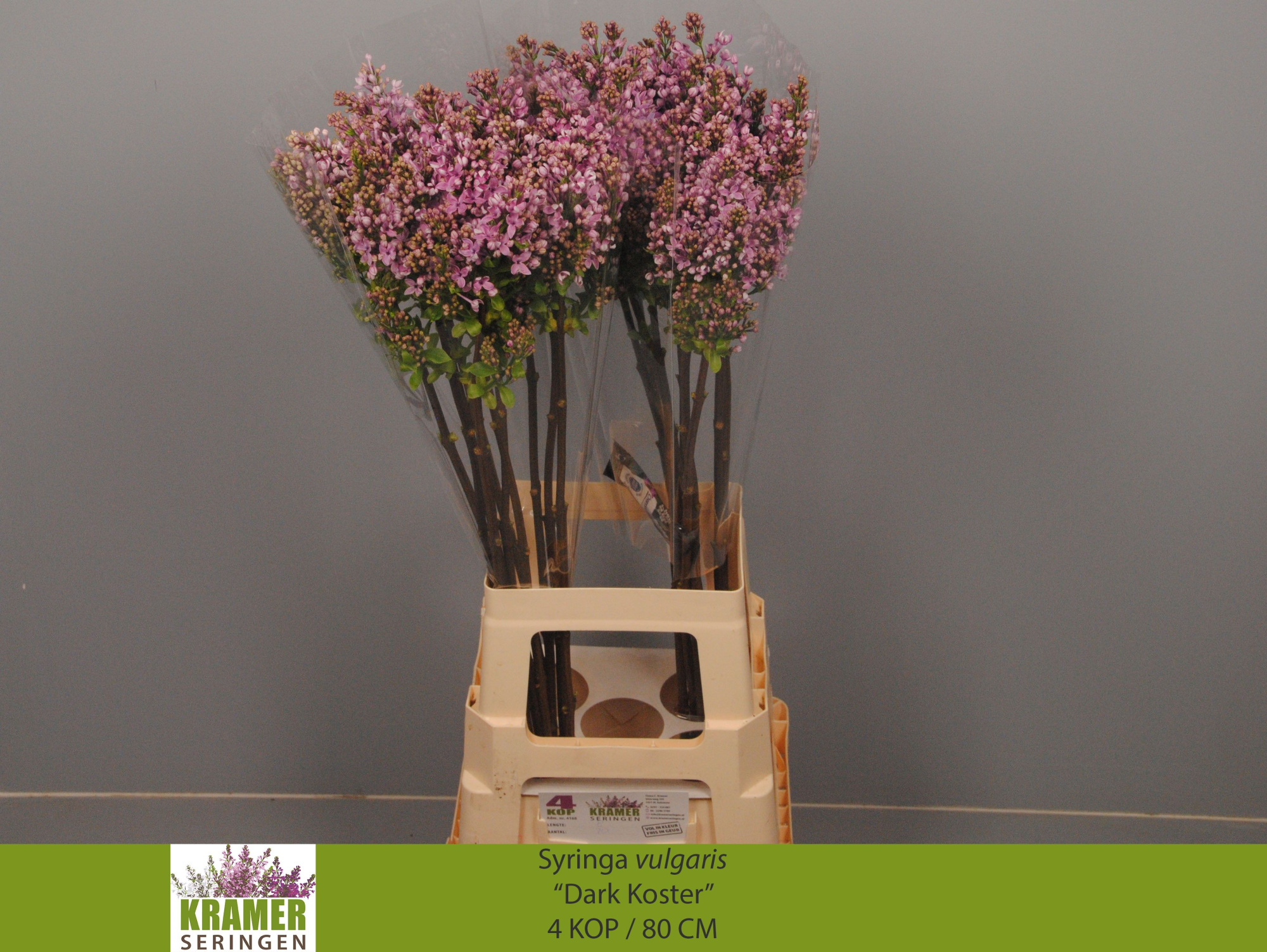 Сирень Дарк Костер 80 (фиолет.), шт.