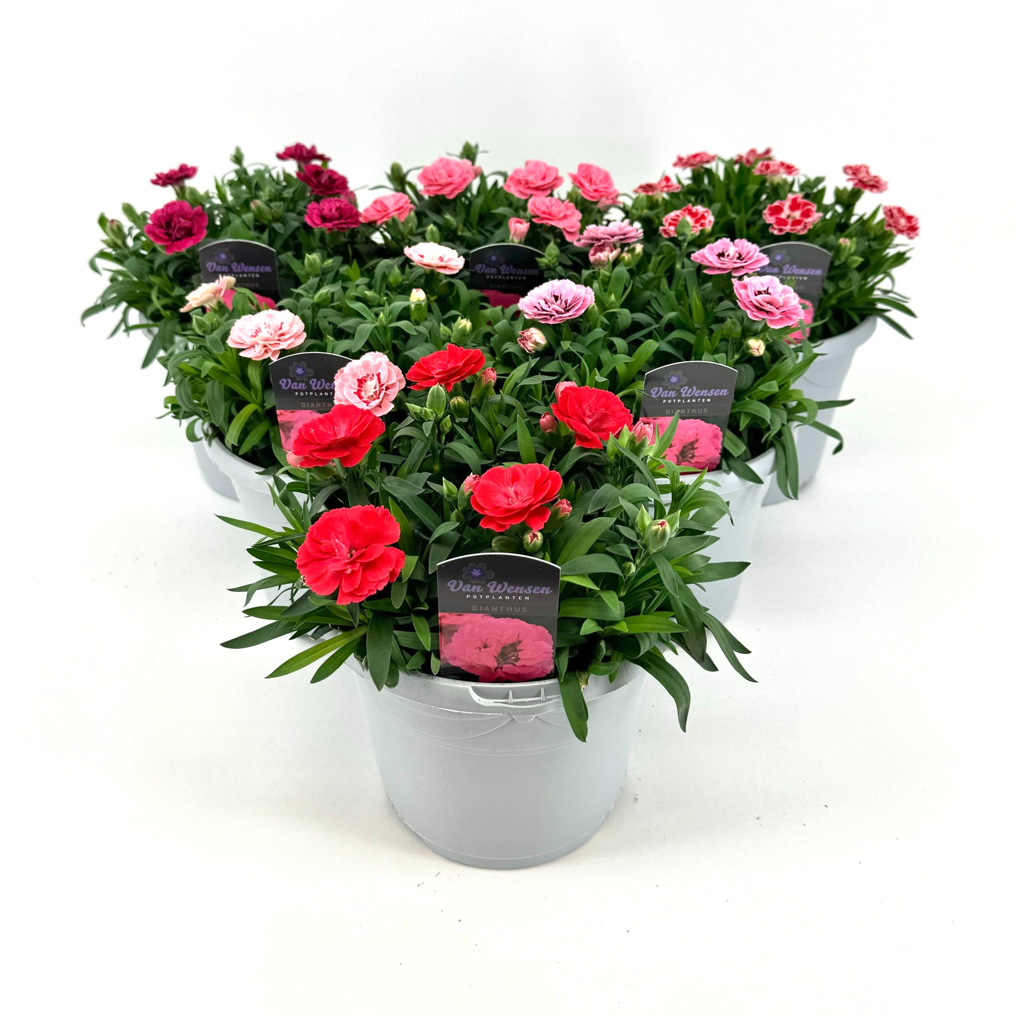 Dianthus 'Oscar' mixkar 17cm, D 17