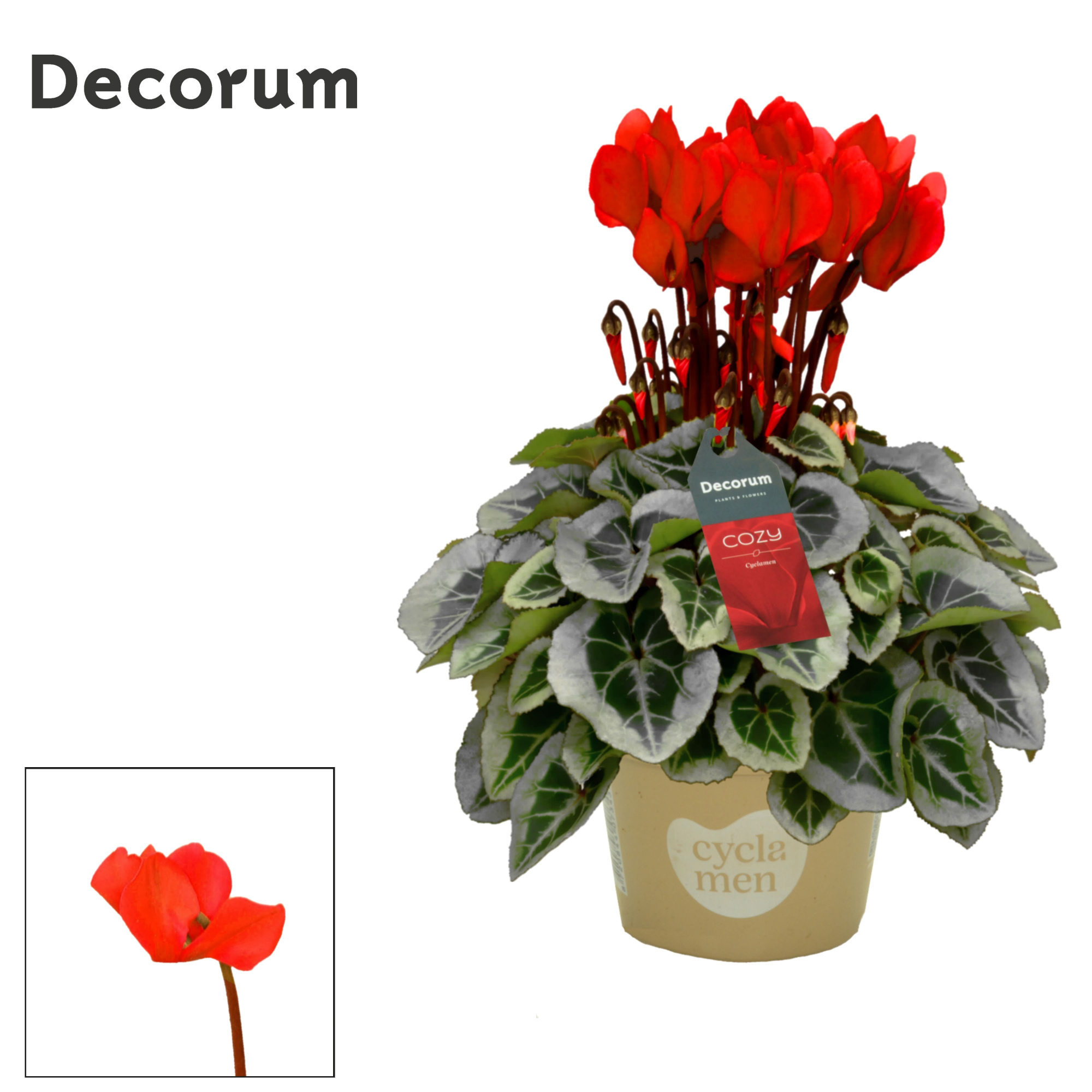 Cyclamen SS Picasso Red Cozy, D 11 cm