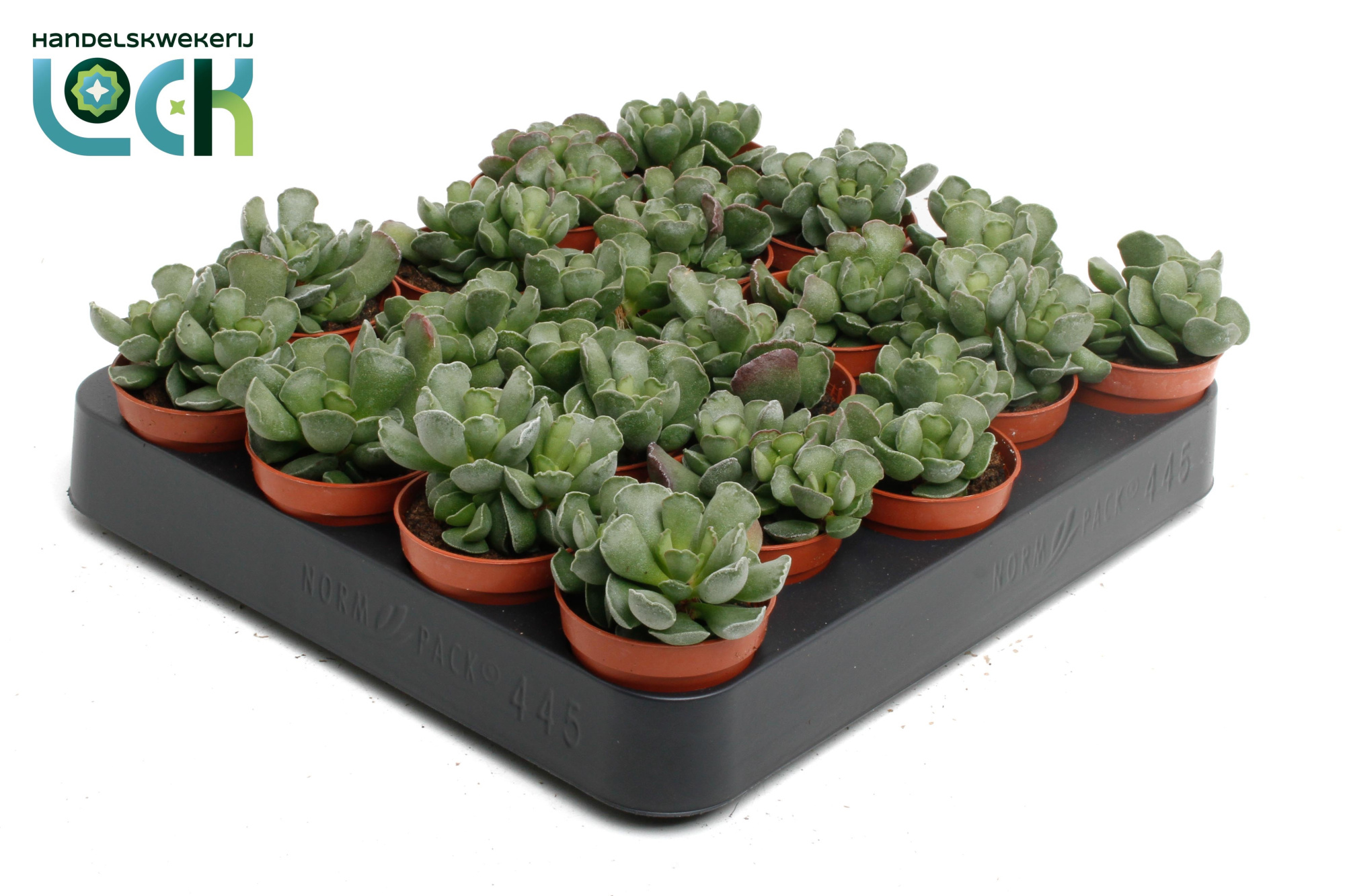 Adromiscus Cristatus, D 5,5 cm