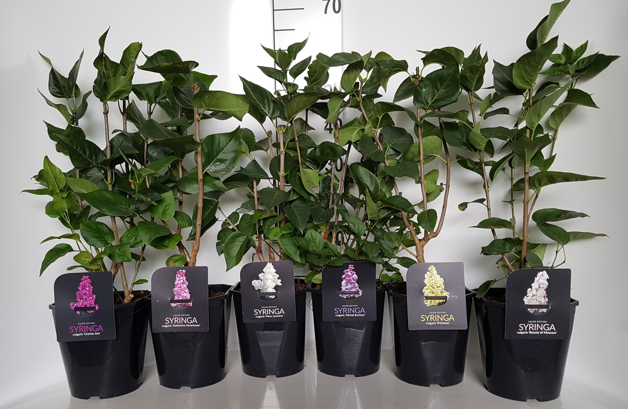 Syringa vulgaris In Cultivars 3-4 tak, D 21 cm