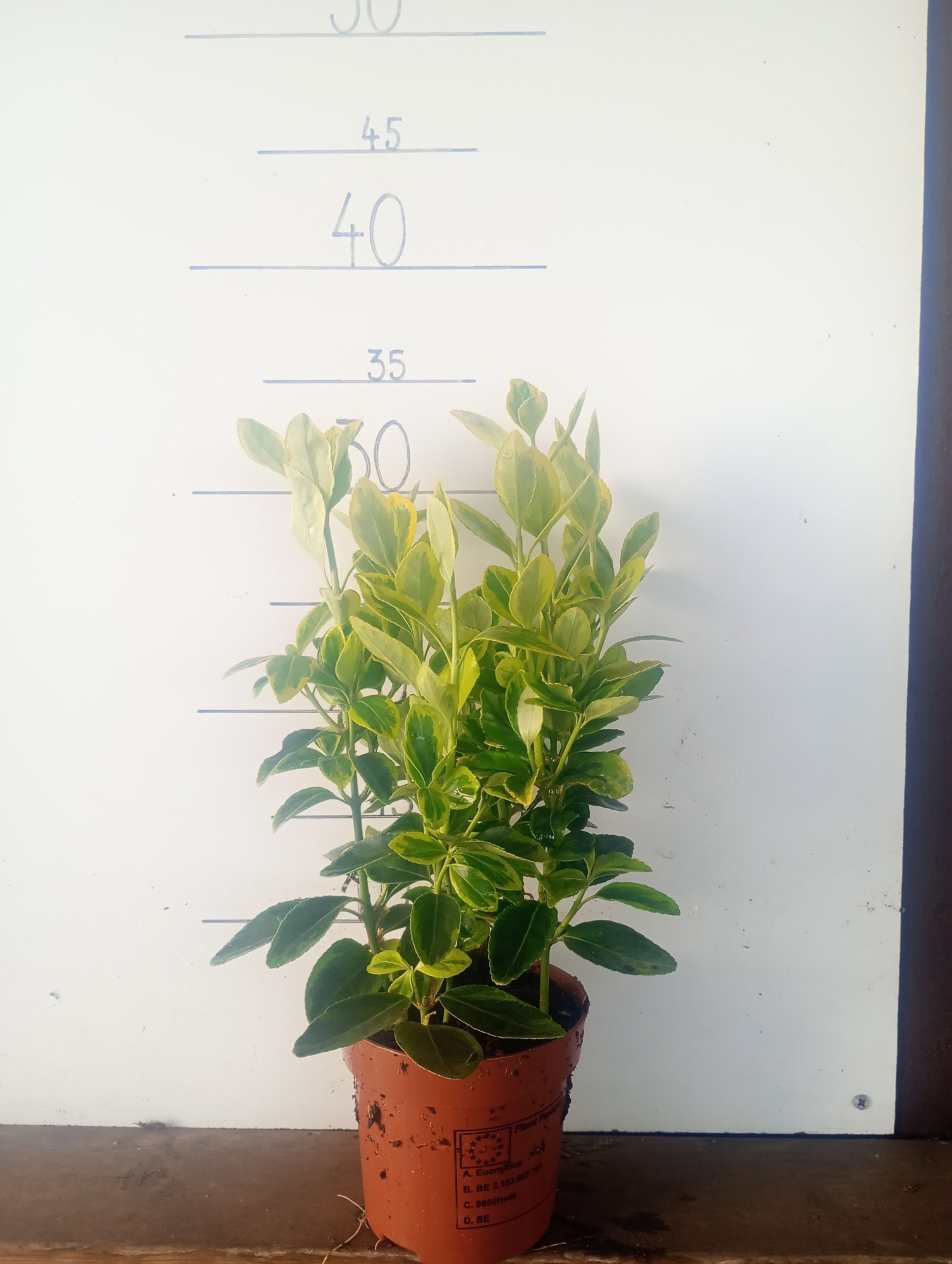 Euonymus japonicus 'Aureus', D 11 cm