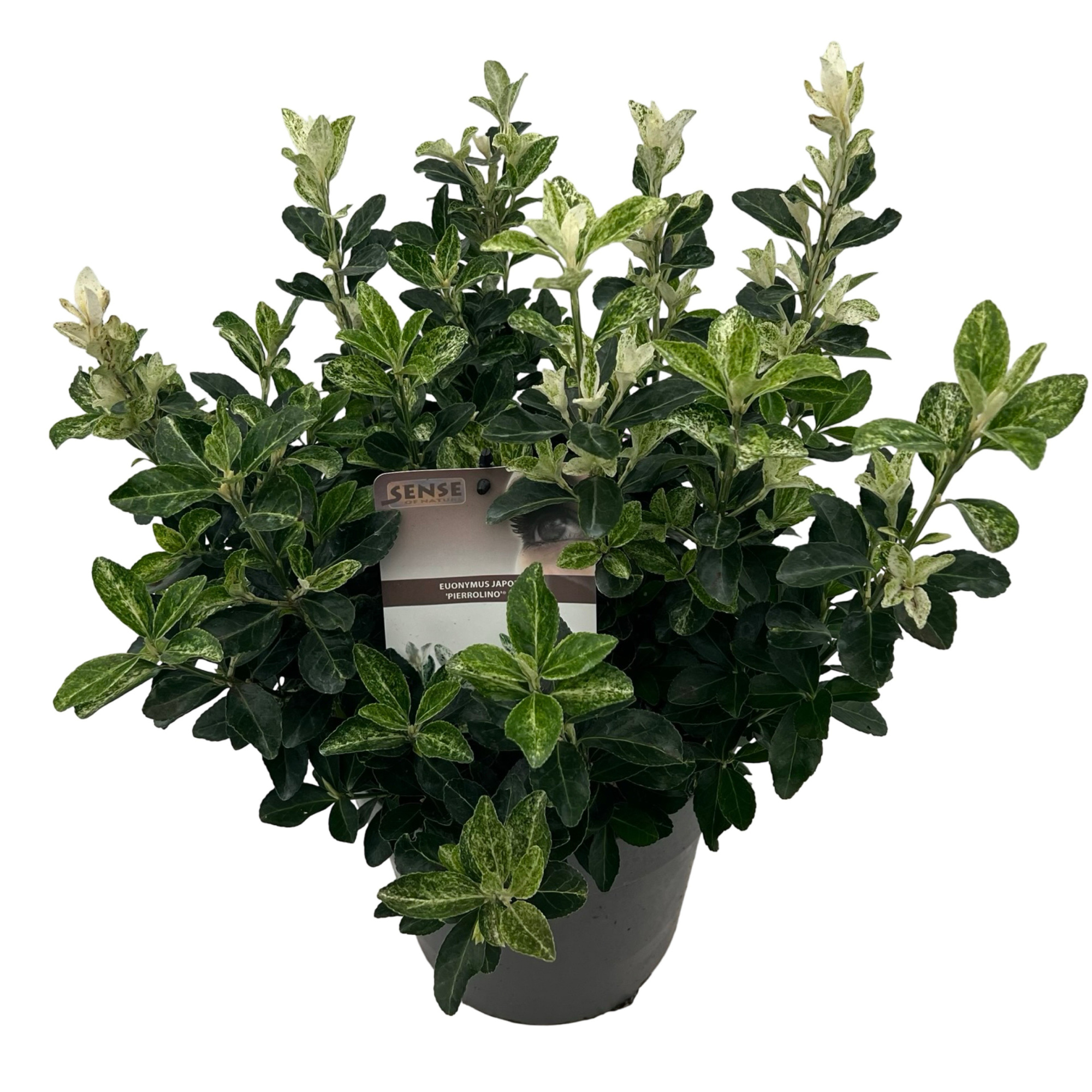 Euonymus jap. 'Pierrolino' sense, D 23