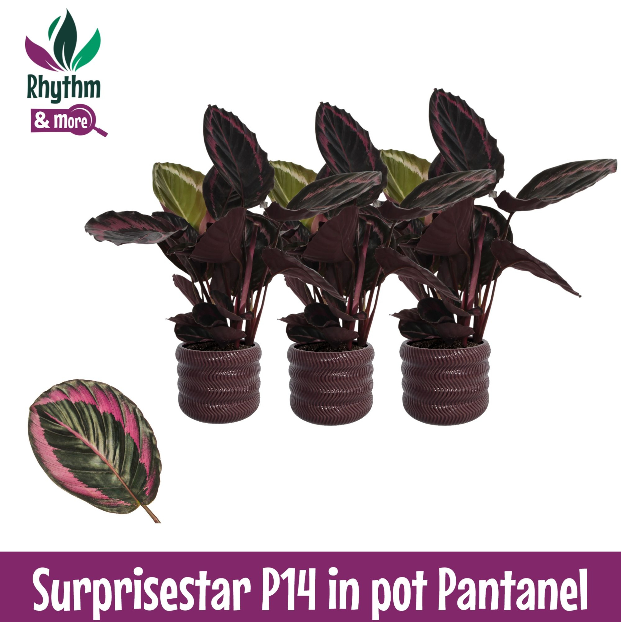Calathea 14cm Surprisestar in Pantanel Keramiek - Rhythm &More, D 14