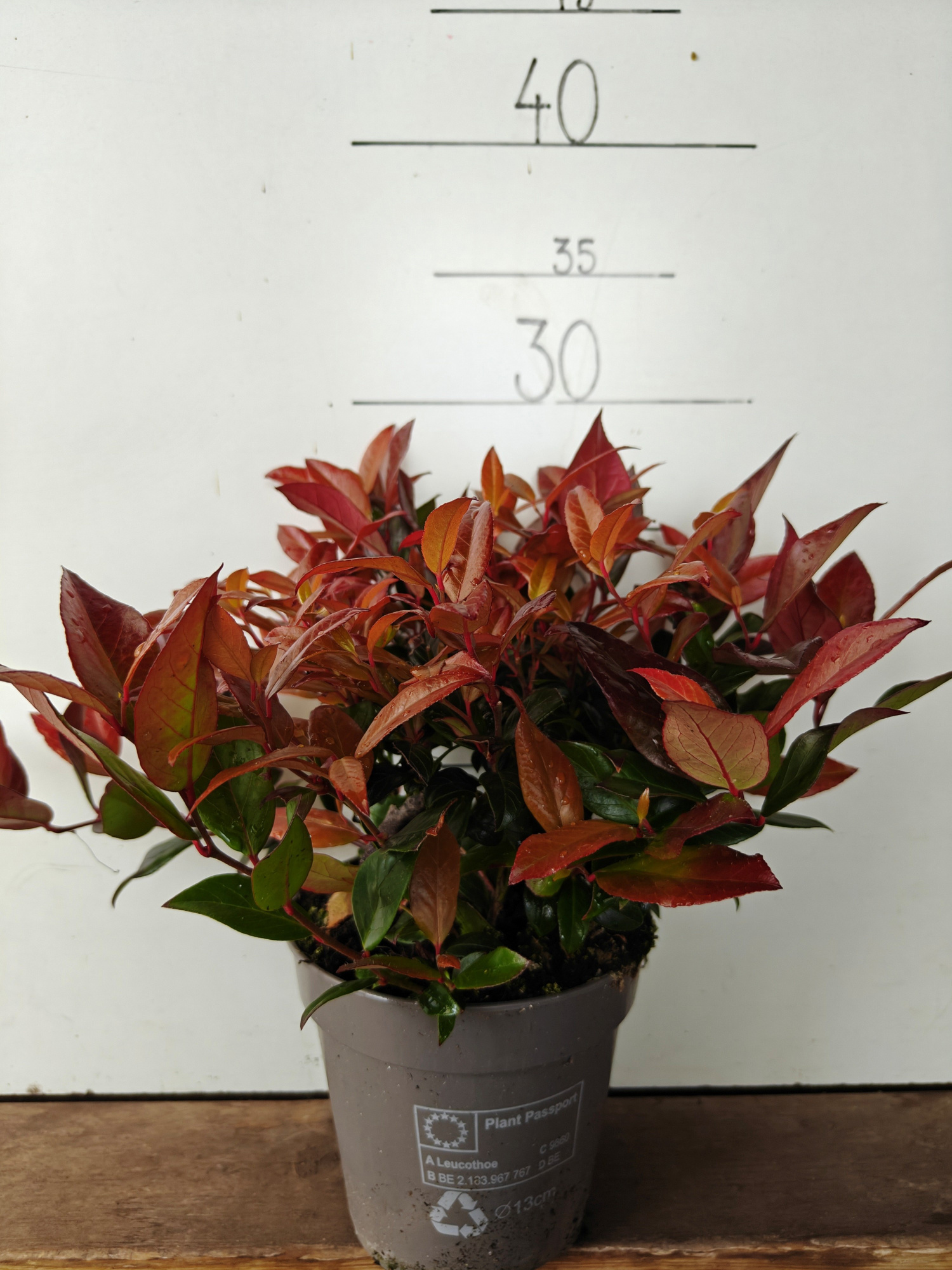 Leucothoe axillaris 'Zeblid', D 13 cm