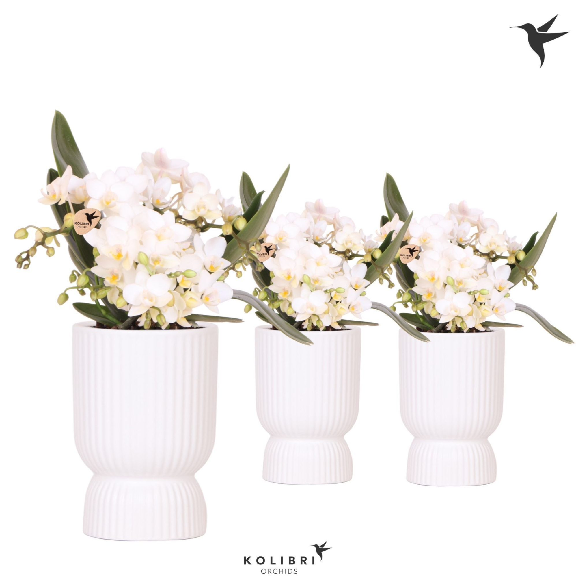 Kolibri Orchids Phalaenopsis Nazare 4 spike in Diabolo pot white, D 9 cm