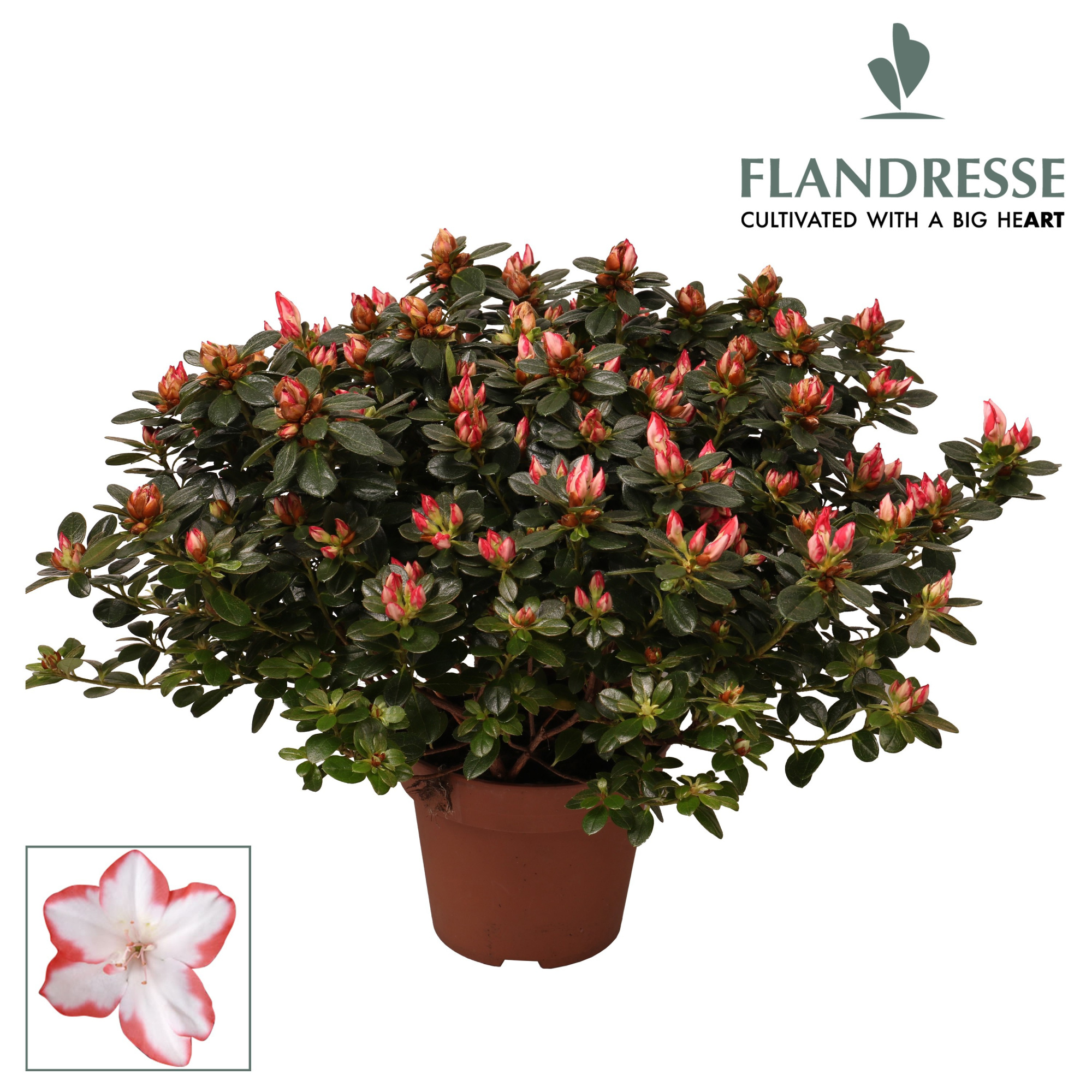 Azalea Flandresse® 'sachenstern' 37 - 40 cm, D 16