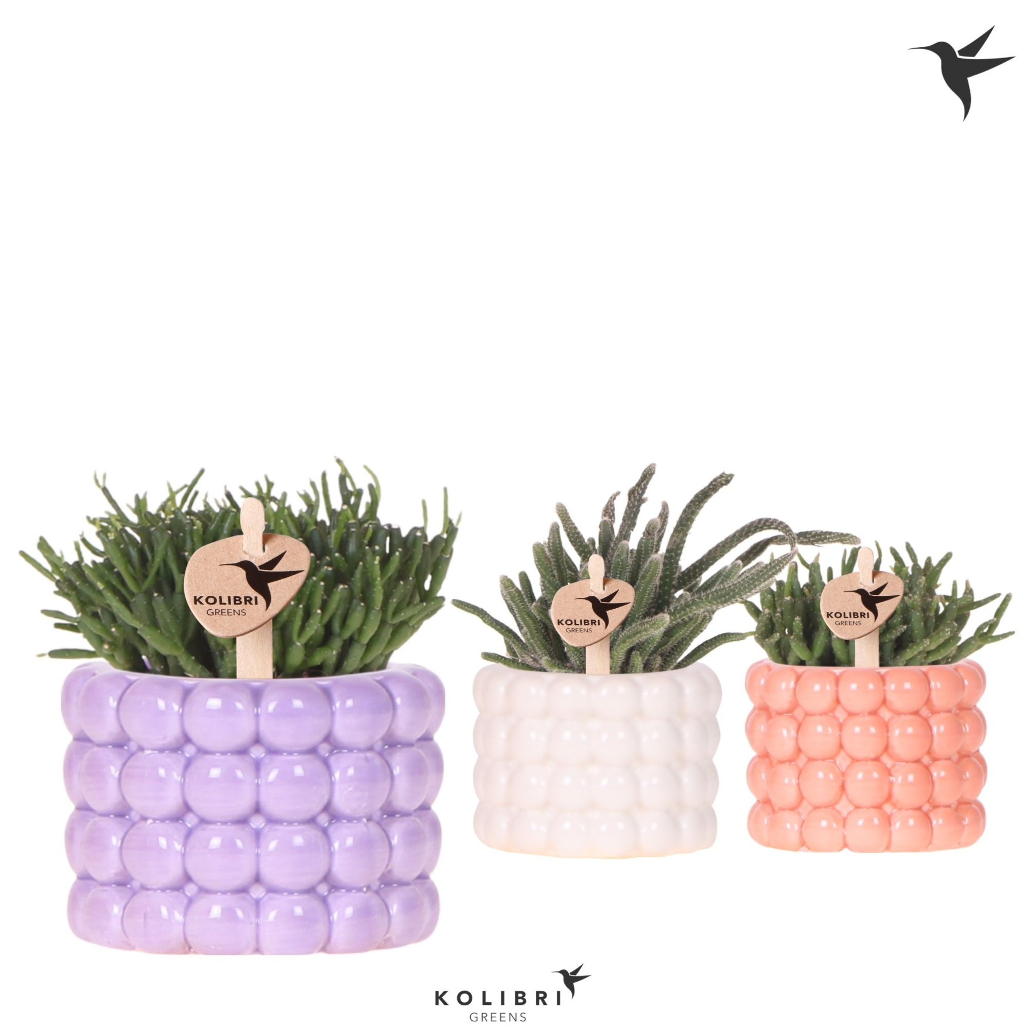 Kolibri Greens Rhipsalis mix in Poppy pot mix, D 6 cm