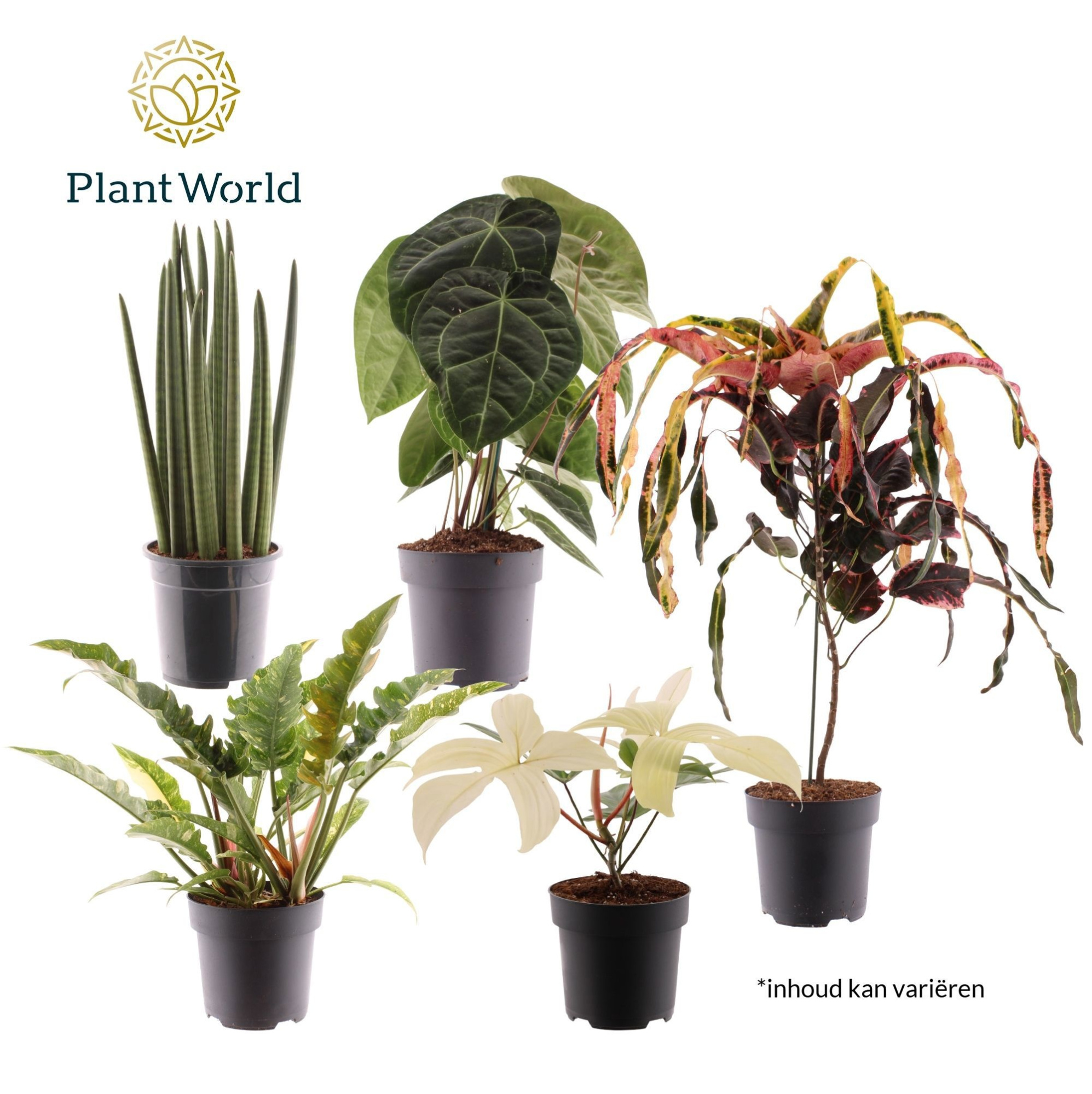 Luxury mix P19, D 19 cm