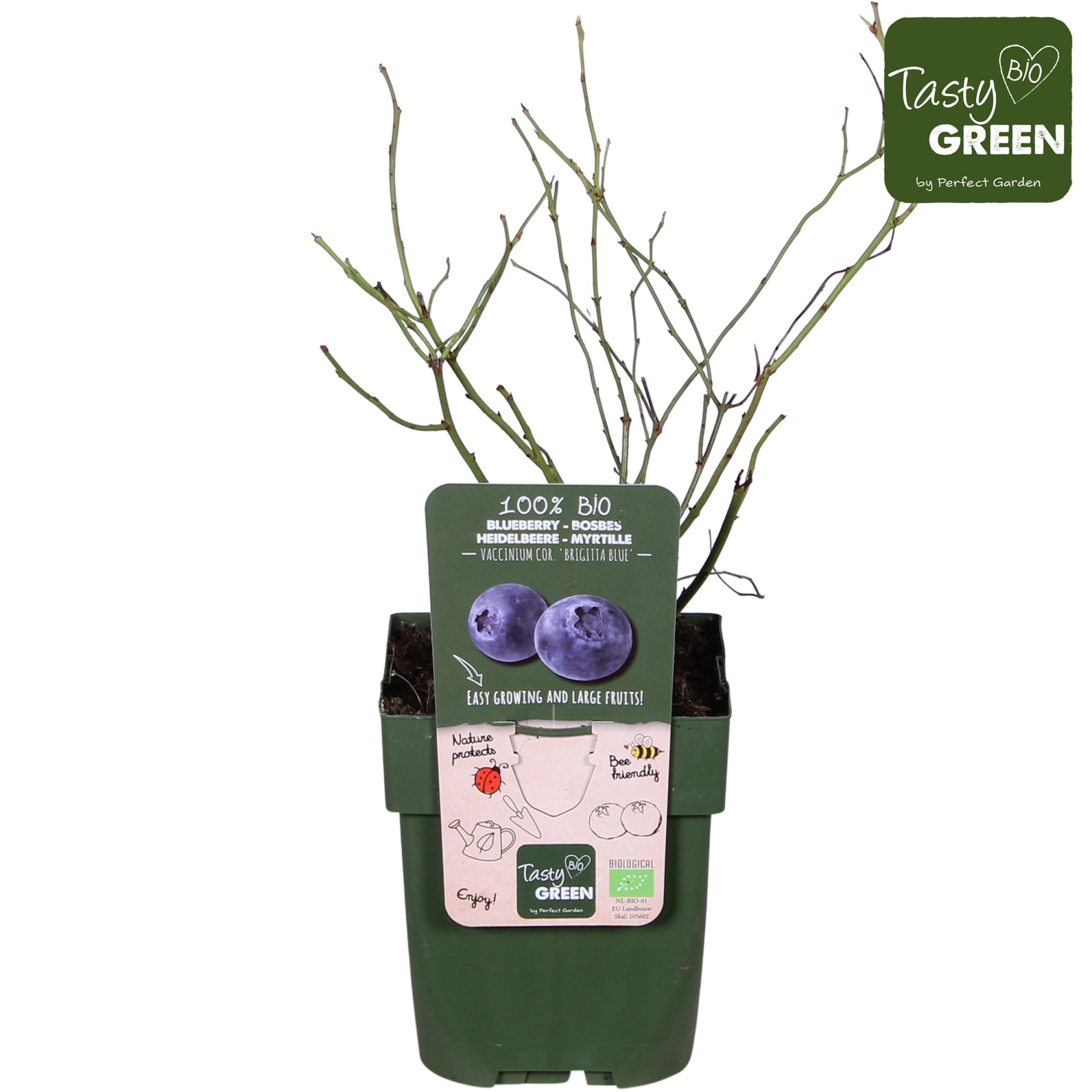 Vaccinium corymbosum 'Brigitta Blue' Bio P13, D 13 cm