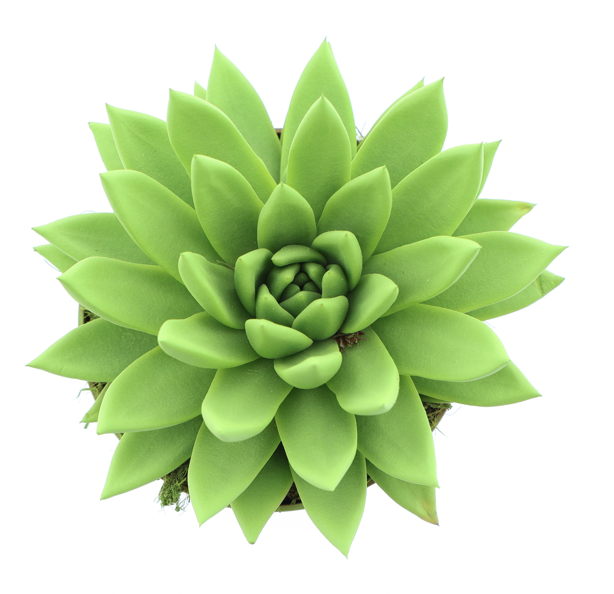 Rainbow yellow-green, D 12