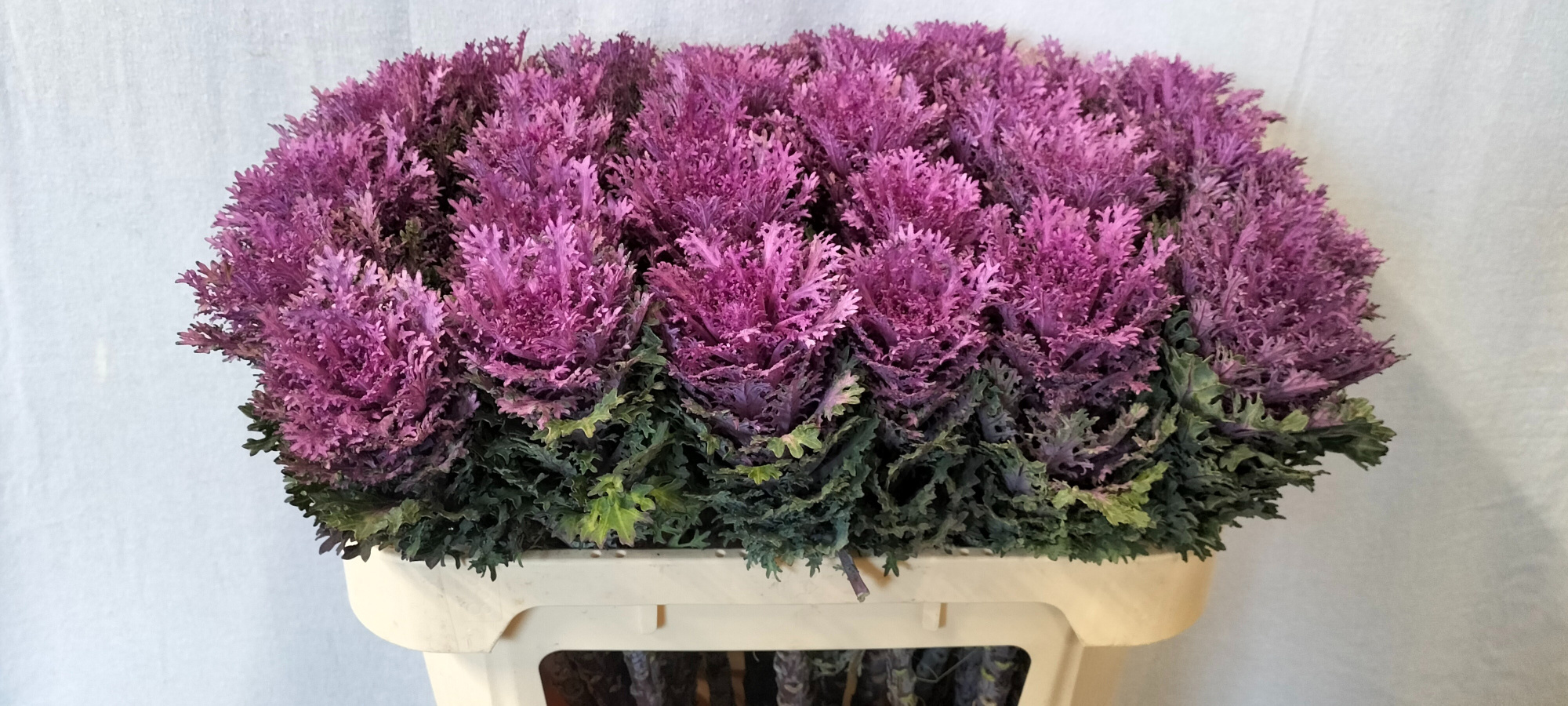 Брассика Крэйн Квин 70, шт.