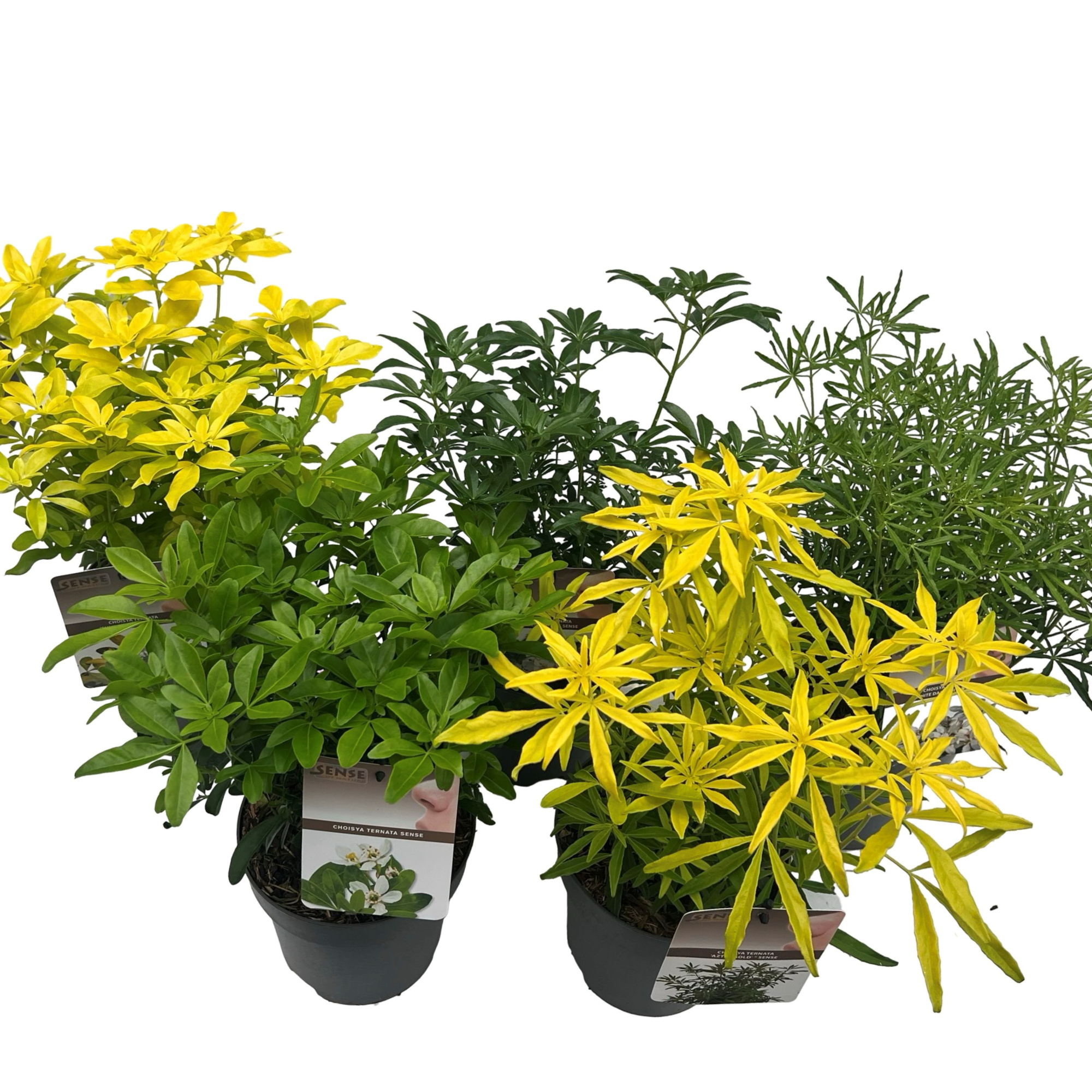 Choisya mix, D 17 cm