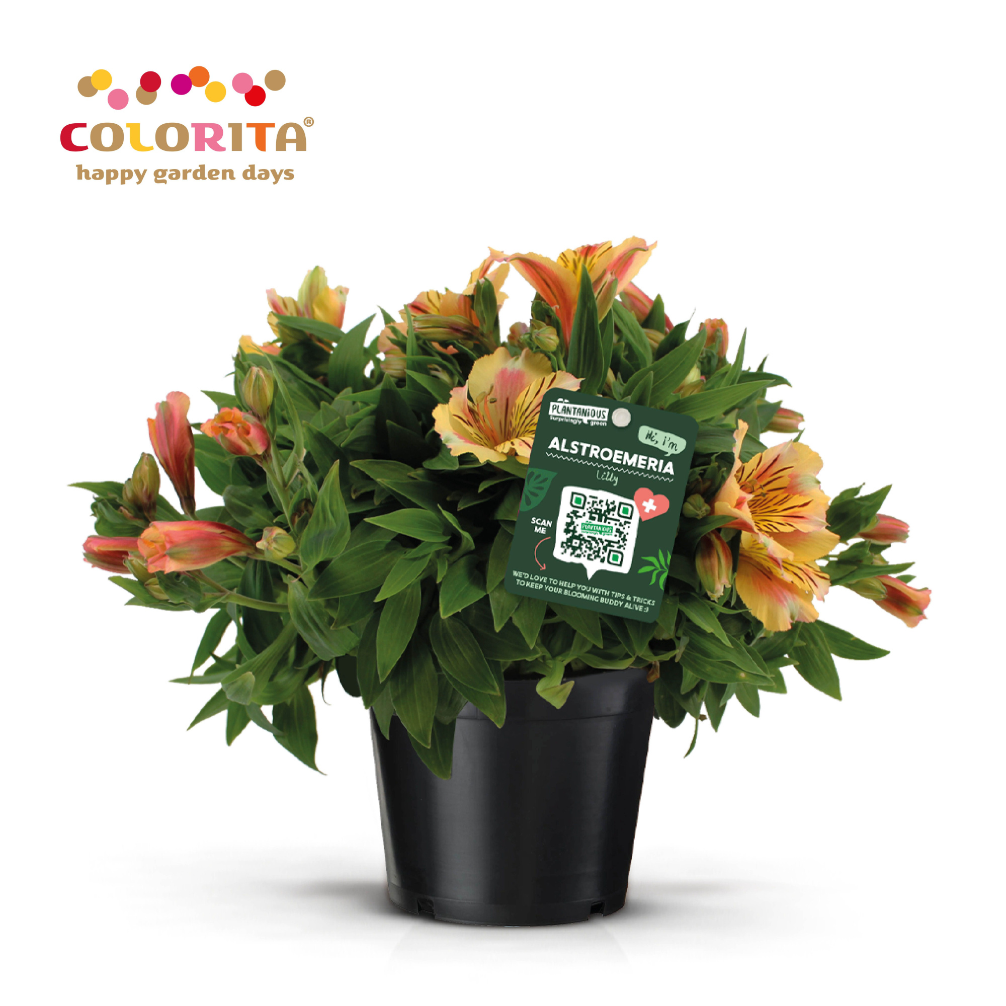 Alstroemeria Colorita geel, D 19