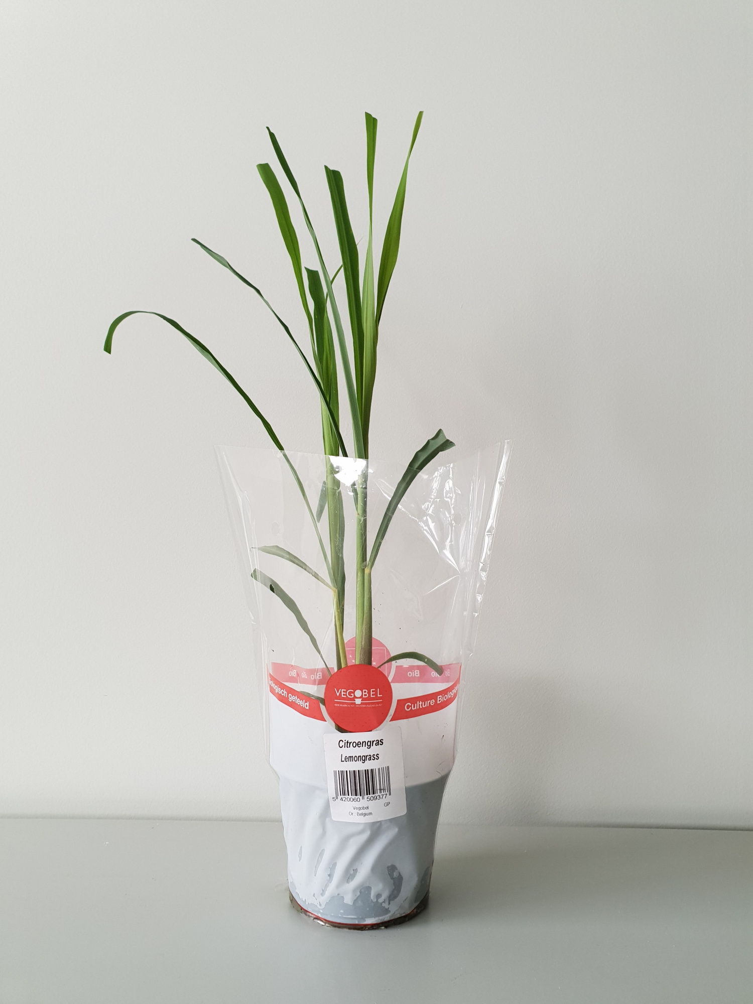 Citroengras P12, D 12 cm