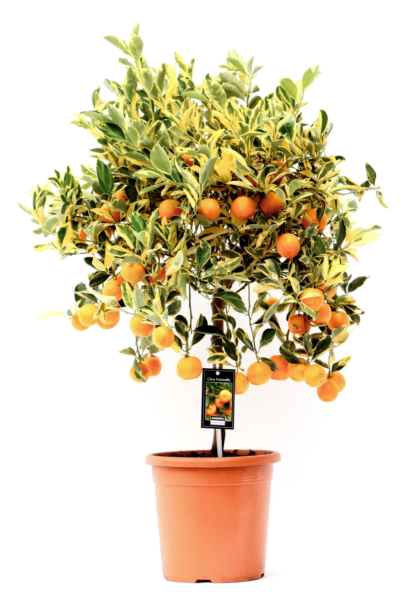 Citrus Variegata, D 22