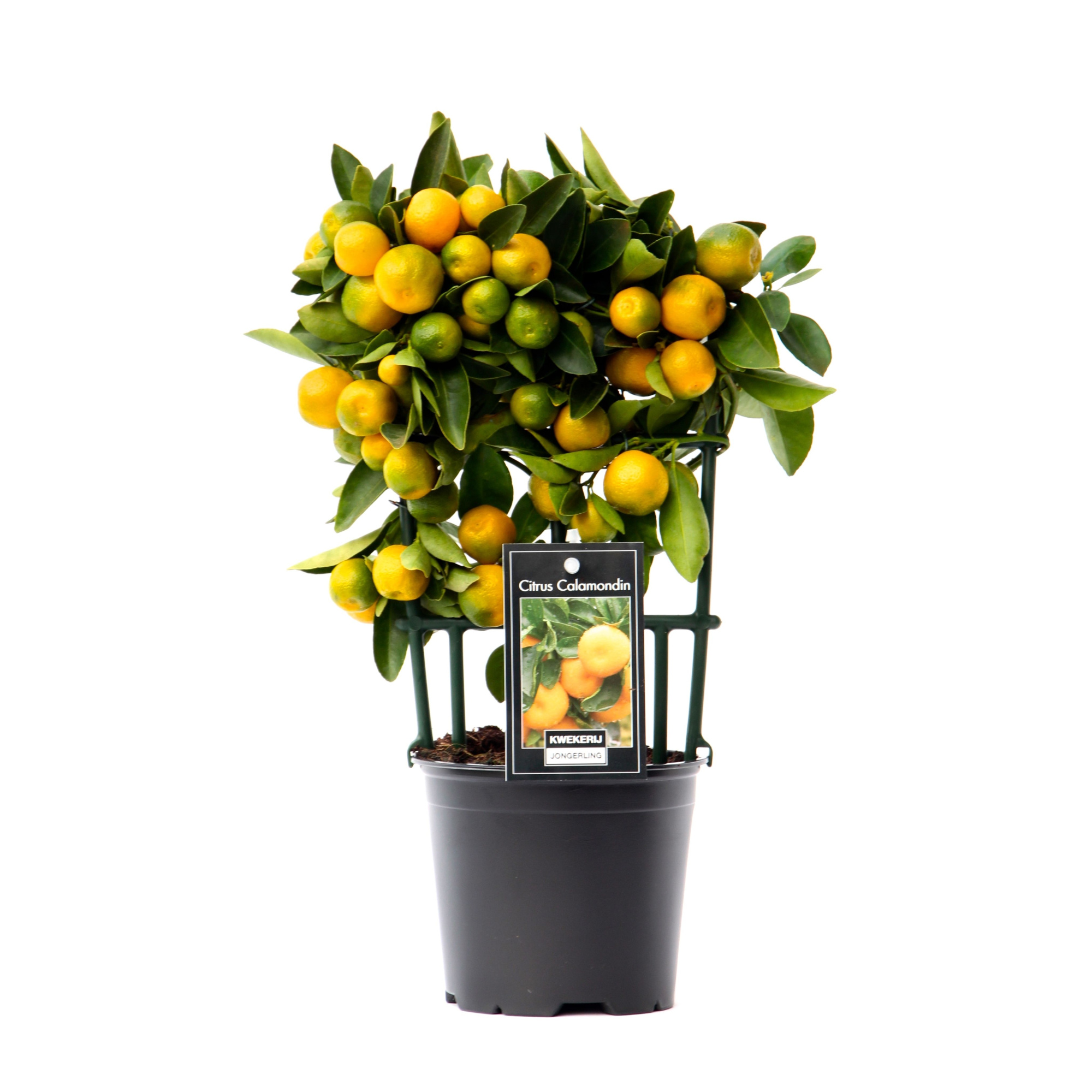 Citrus Calamondin, D 12 cm