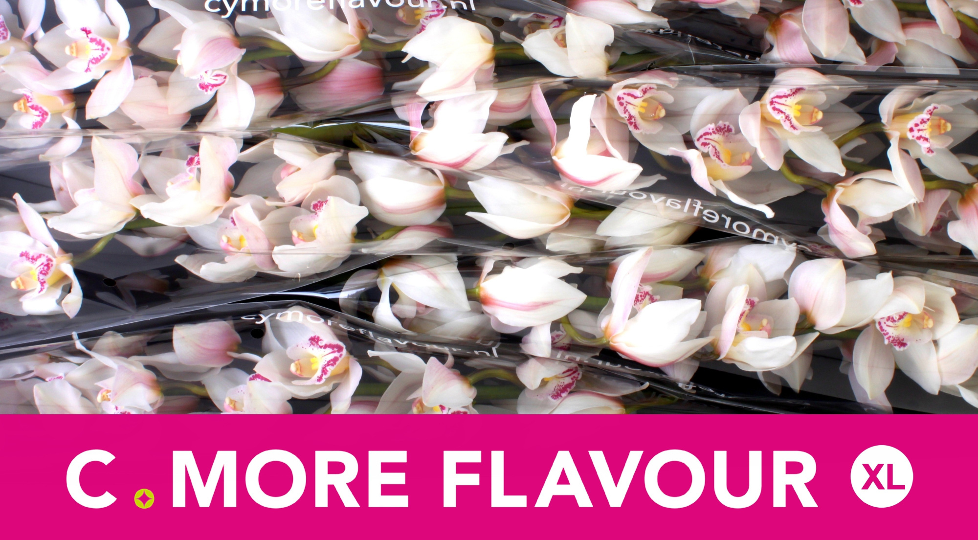 Цимбидиум Стеффи x6 80, шт.