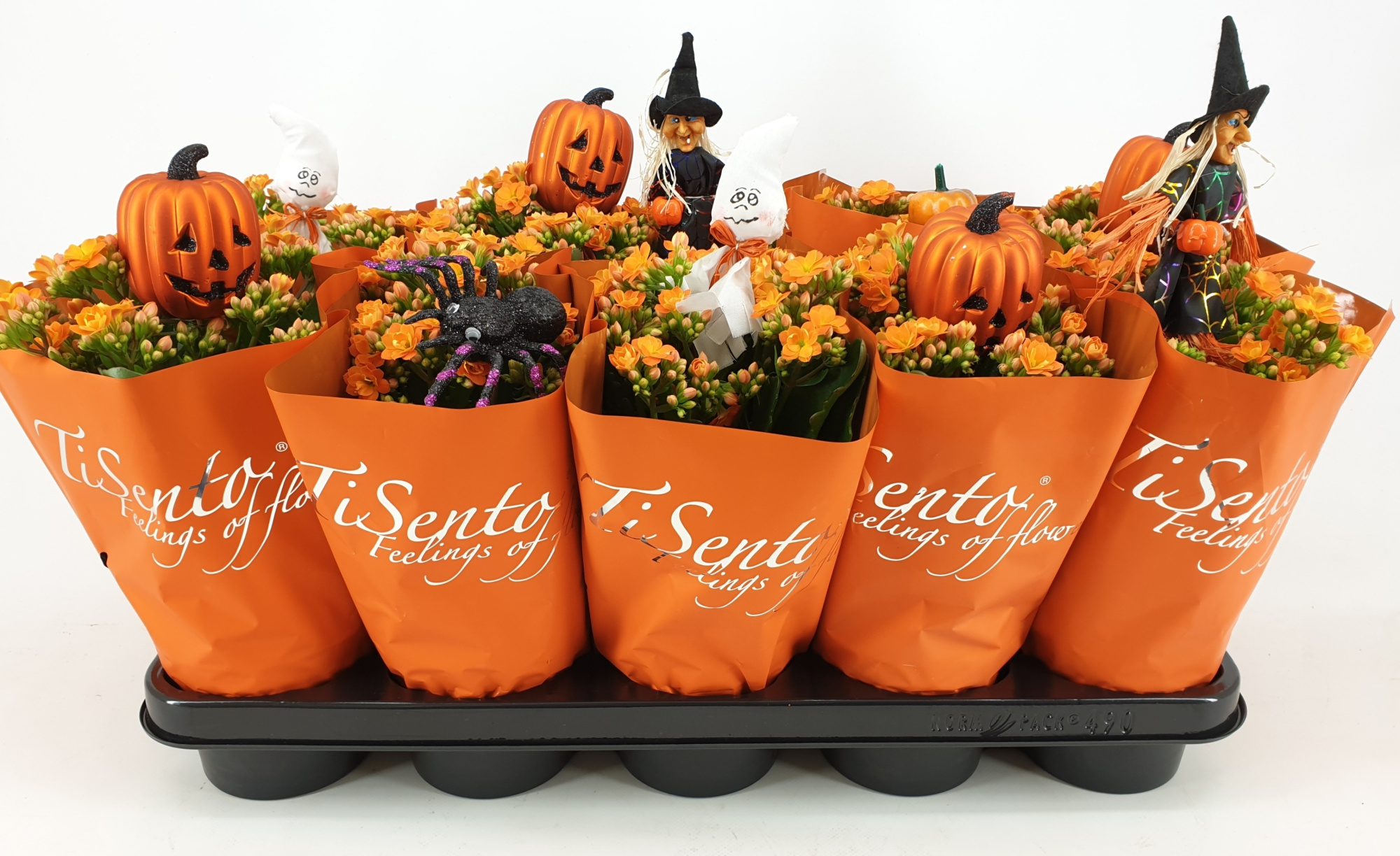 Calandiva 12 cm - Oranje in Oranje + Halloween steker, D 12 cm