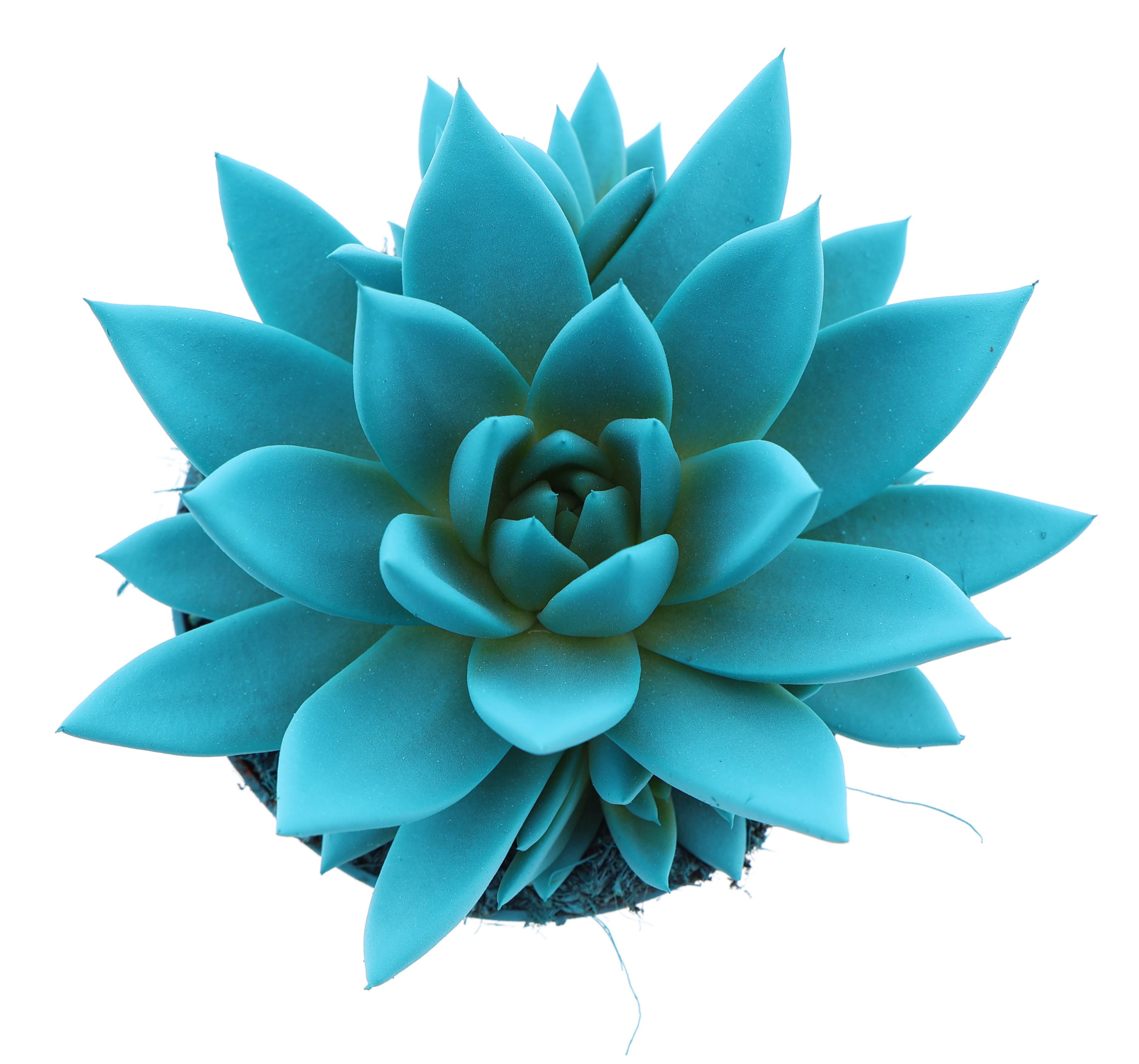 Rainbow mint, D 10,5 cm