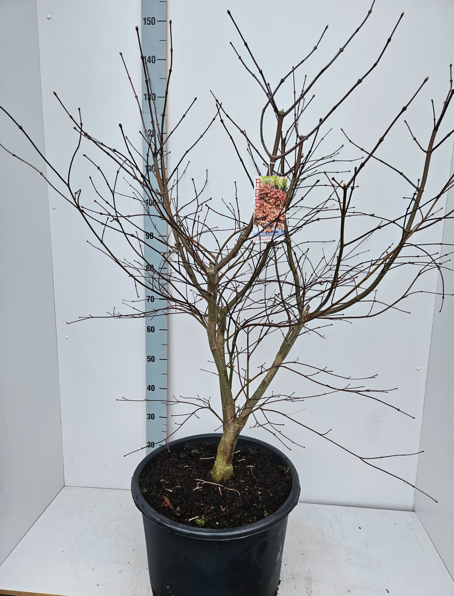 Acer palmatum 'Chitoseyama', D 43