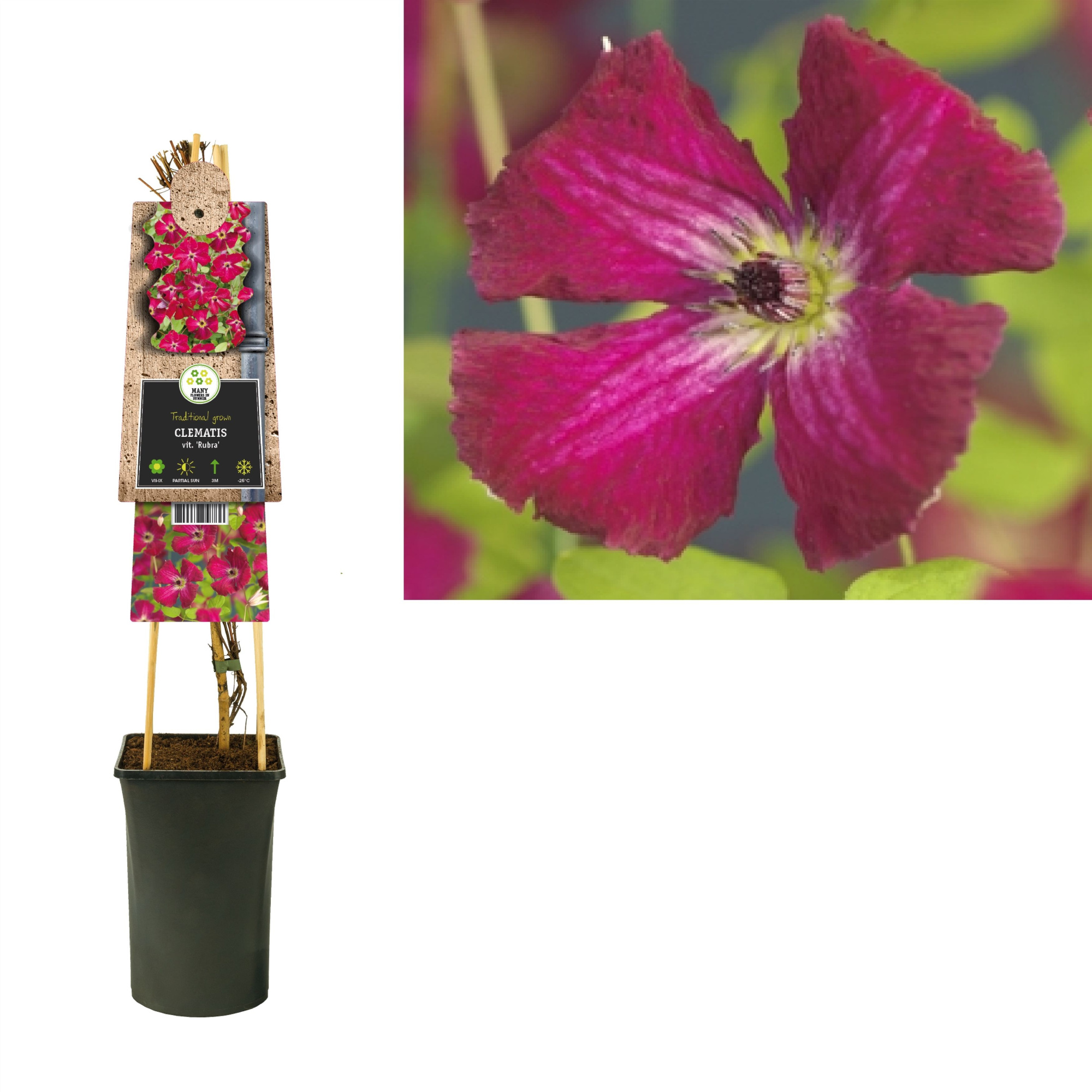 Clematis vit. 'Rubra' +3.0 label, D 17 cm