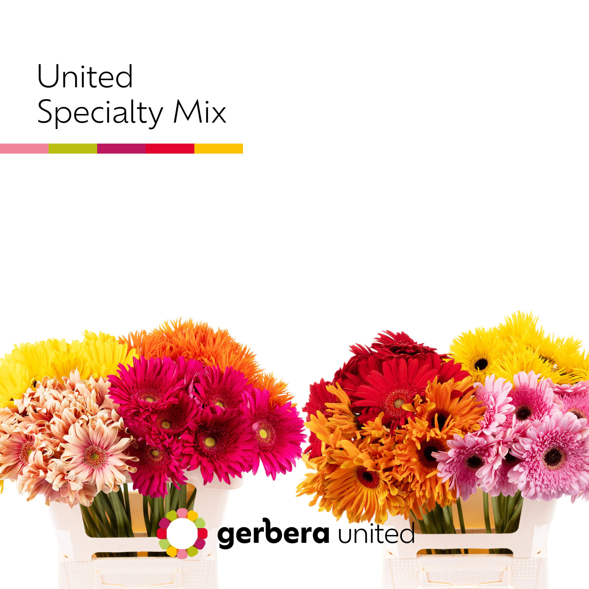 Гербера Овериг, шт.