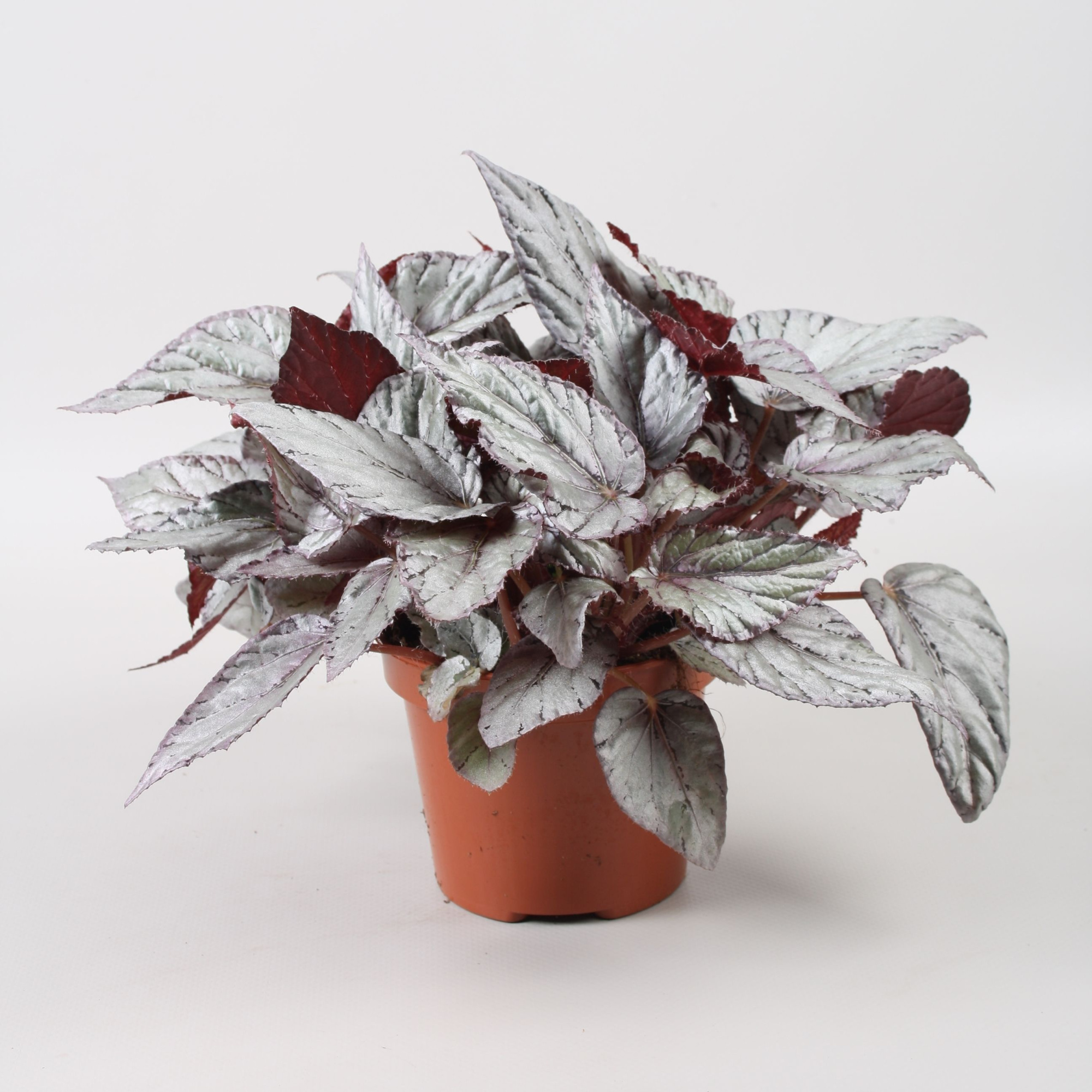Begonia Beleaf Arctic Breeze, D 12
